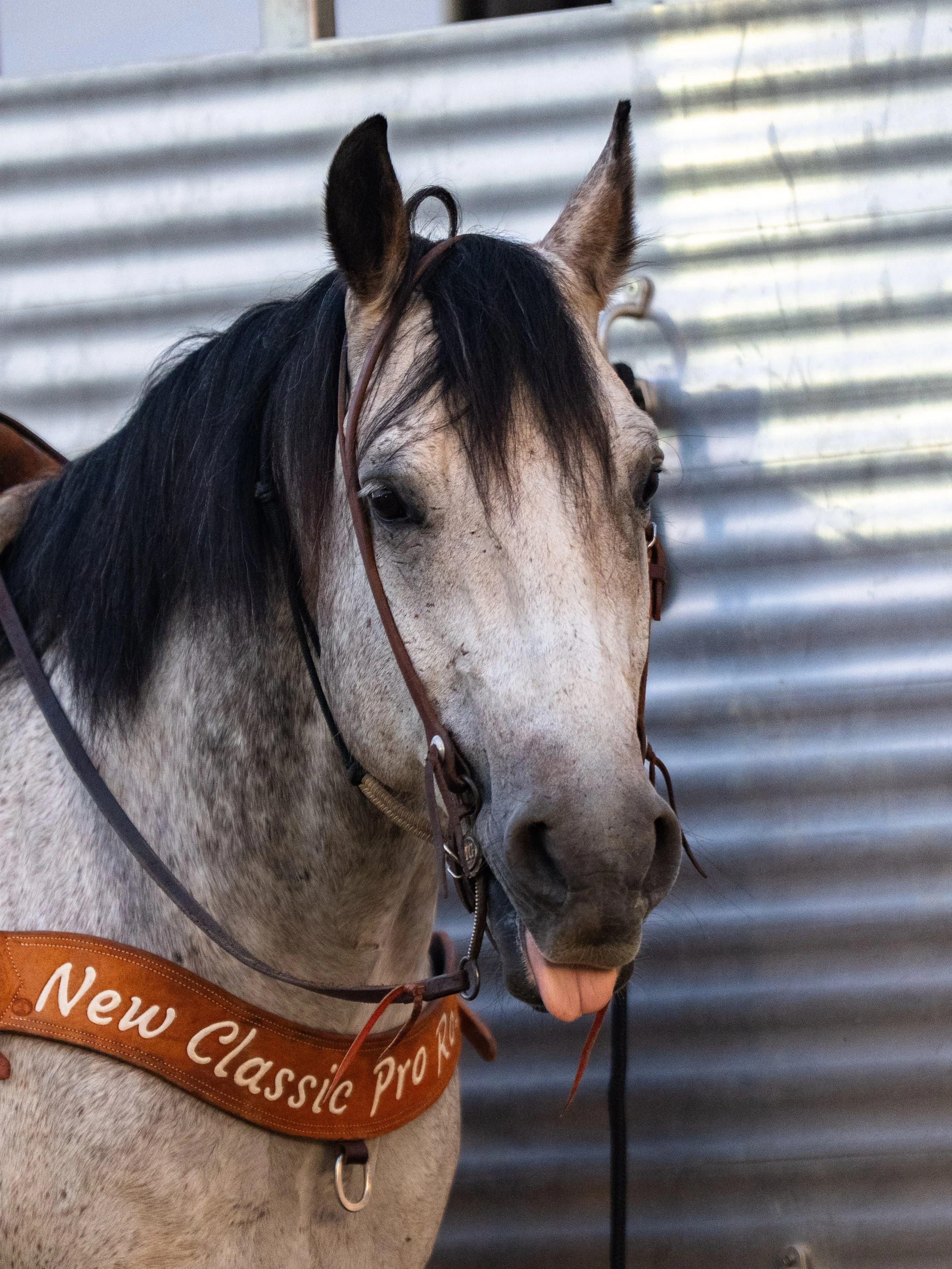Carthage Rodeo-12.JPG