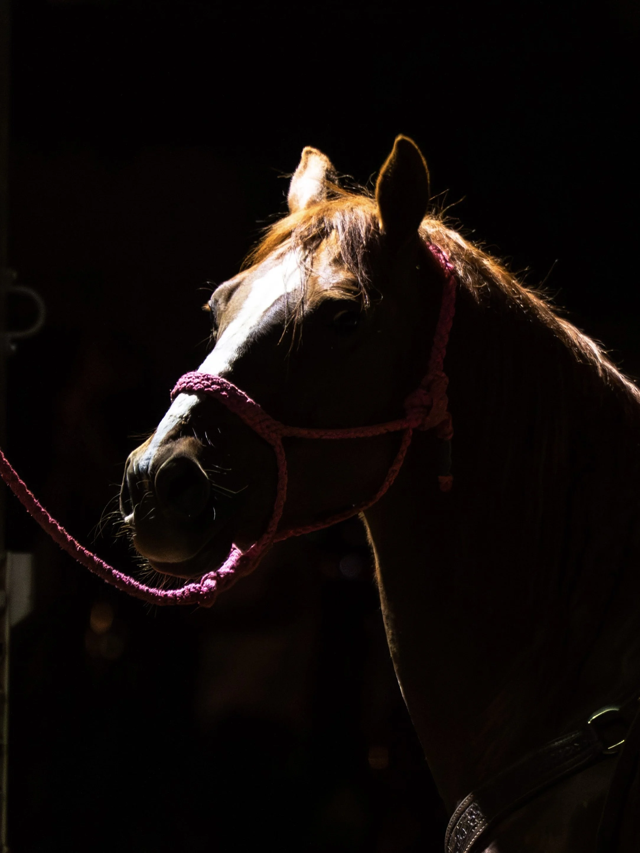 more carthage rodeo-21.jpg