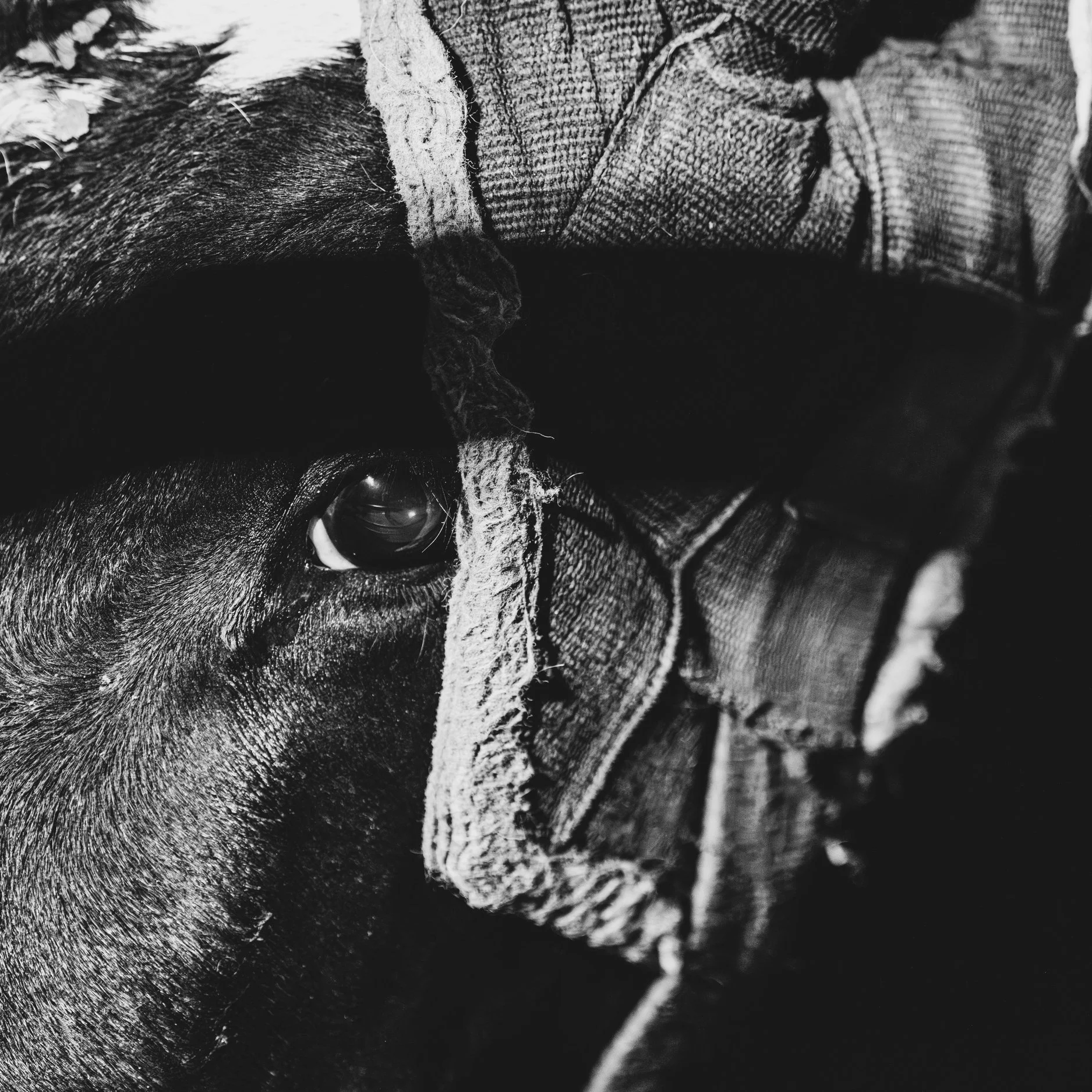 Rodeo