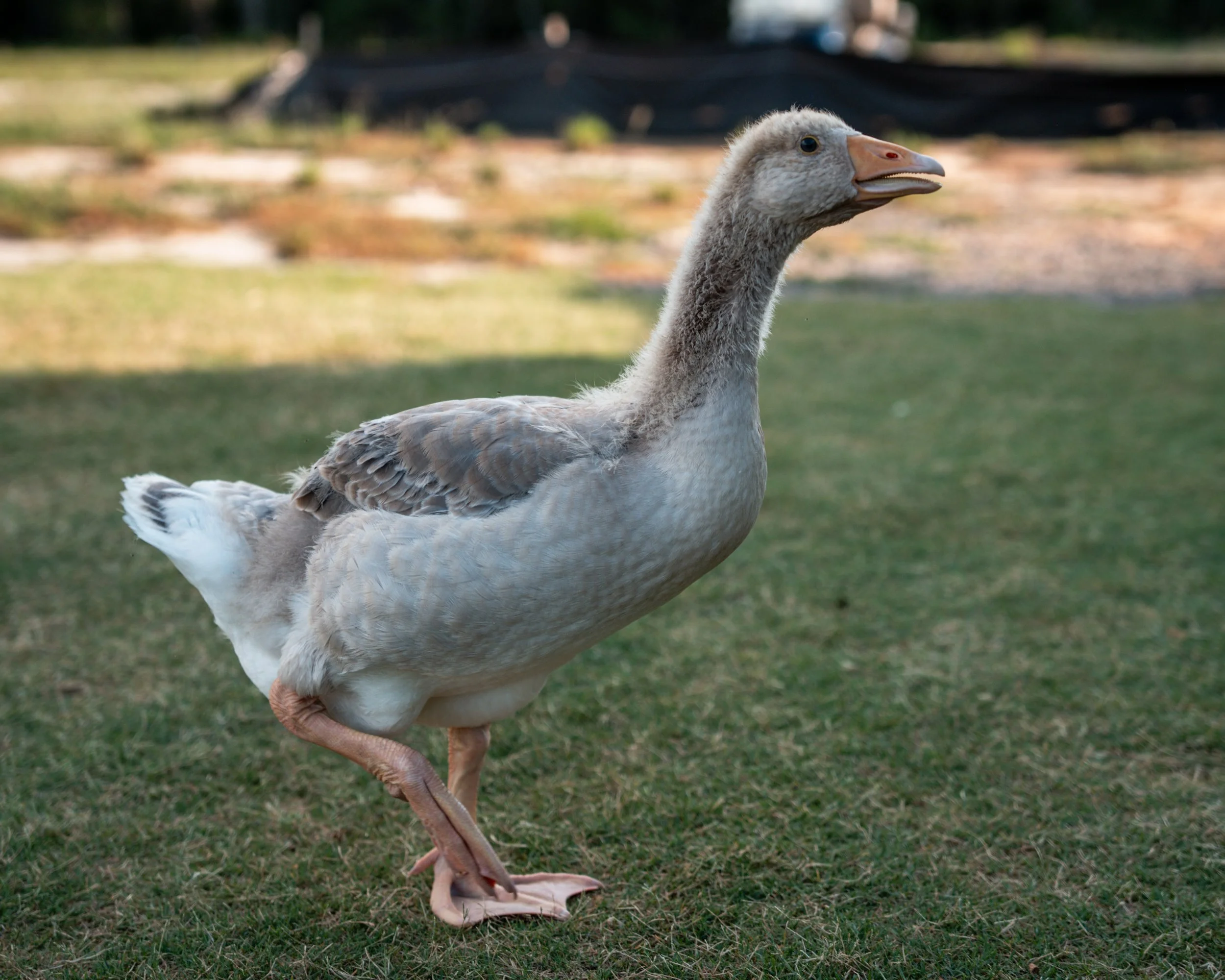 Old Barnwell July 2025-074.jpg