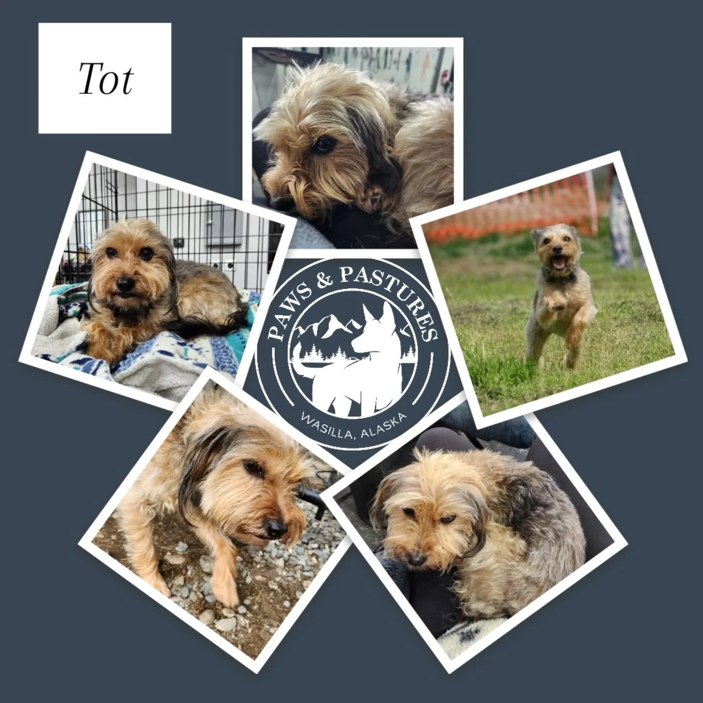 🌟🐾 August Dog of the Month: Tot! 🐾🌟

We&rsquo;re a little late sharing this one, but better late than never&mdash;our August Dog of the Month is the adorable Tot! 💕
Tot is a chihuahua&ndash;terrier mix who brings the perfect mix of zoomies and s