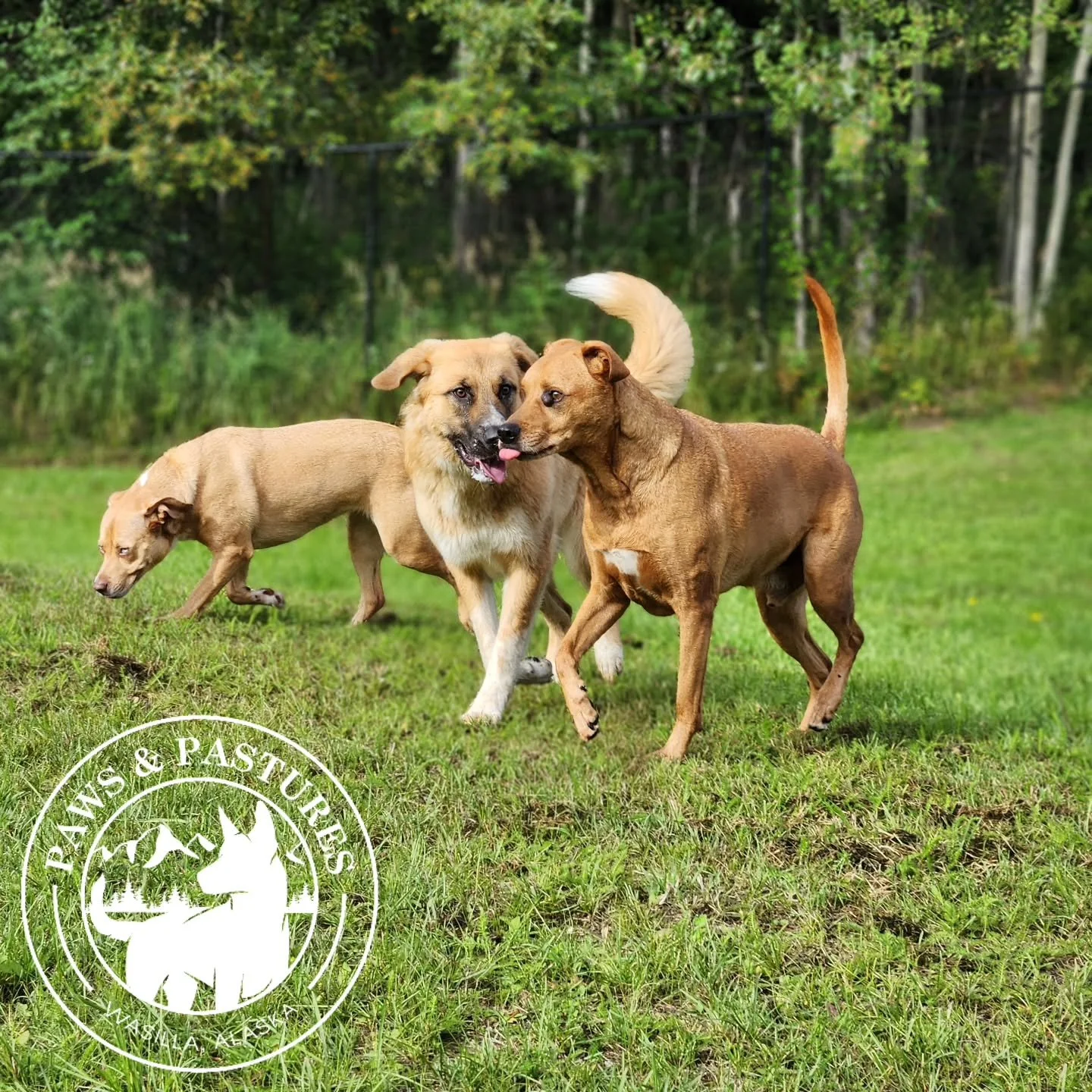 🌿🐾 Nothing beats the joy of dogs running free! Our pack loves stretching their legs, chasing zoomies, and soaking up every bit of fresh Alaska air. 💨🐶💚

Happy dogs = happy hearts. 🥰

#zoomiesinthefield #happydogshappylife #runningfree e #pawsan