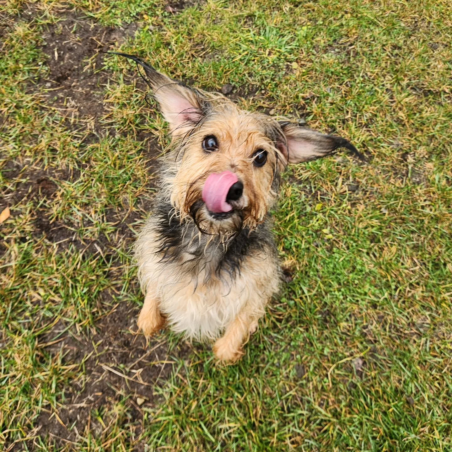 Nothing like a rainy day romp! 🌧️🐶 The pups might be a little damp, but the tail wags say it all &mdash; soggy dogs are the happiest dogs!

#pawsandpastures #rainydayvibes #rainanddogs #doggydaycare #soggydog