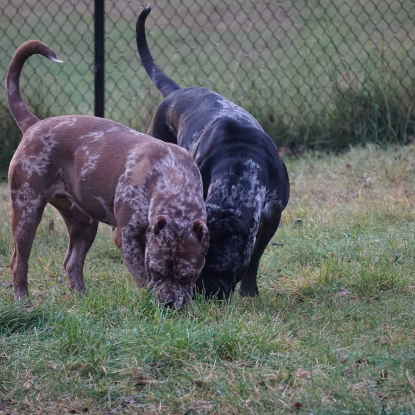 🐾 Dogs of the Month: Nahla &amp; Nova! 🐾

This month, we&rsquo;re excited to spotlight not just one, but two amazing pups &mdash; Nahla and Nova, our beautiful Cane Corso sisters! 💕

From the moment Nahla joined us, she fit right in like she&rsquo