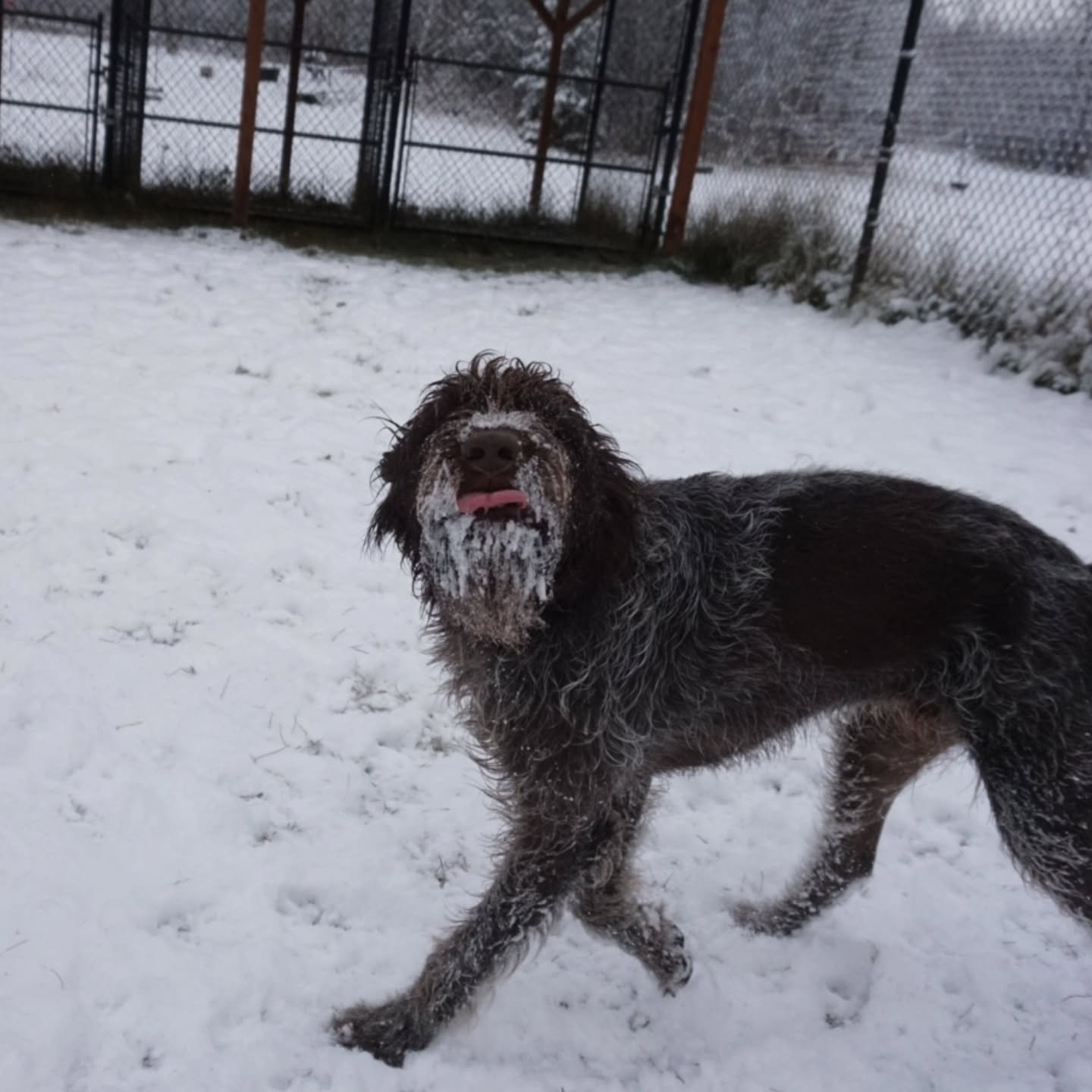Better late than never! 
Last Friday (11/7) we celebrated sweet Bruneau turning 2, here at Paws &amp; Pastures. Pup cups were flowing, Crunchy-O&rsquo;s were crunching, and the fresh snowfall made it feel like a winter wonderland. 
Happy Birthday, Br