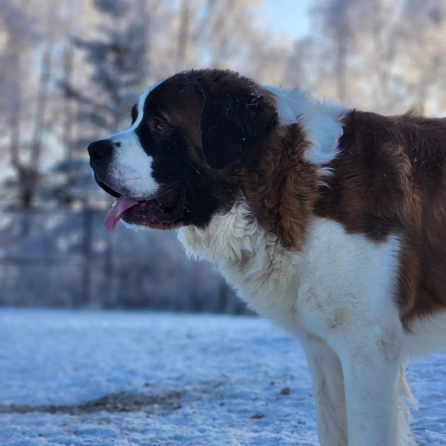 Dog of the Month: Tikanni! 

If there&rsquo;s one dog who fully embodies &ldquo;living life at his own pace,&rdquo; it&rsquo;s Tikanni. This big, sweet Saint Bernard is the definition of easygoing. He just kind of&hellip; exists in his own adorable l