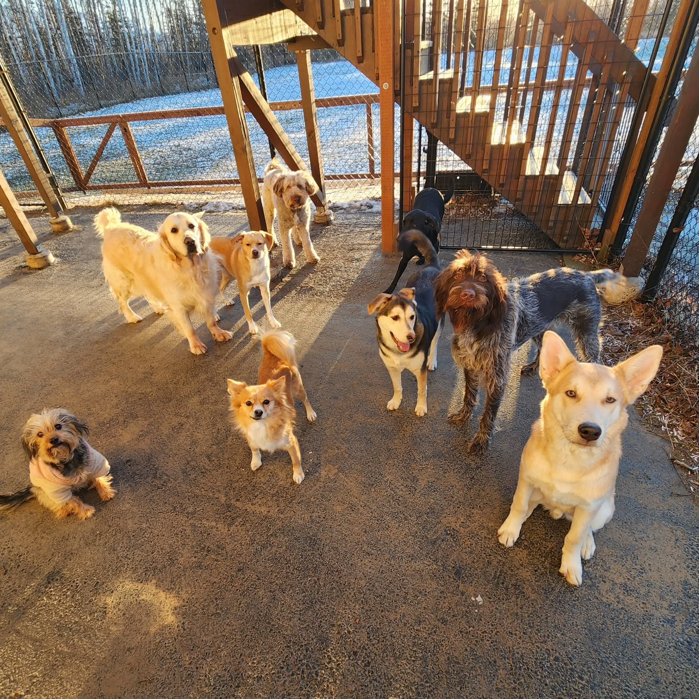 After the last two storms, it was easy to stay focused on the chaos. But today was a reminder to look for the beauty anyway. Even with the wind whipping around us 🌬, the day felt calm in its own way. The pups ran, played, and soaked up every moment,