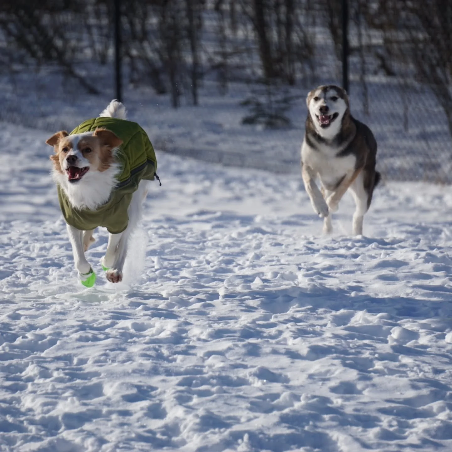 The sun was out, the wind was gone, and the pups were feeling zoomy!! 

#pawsandpastures #doggydaycare