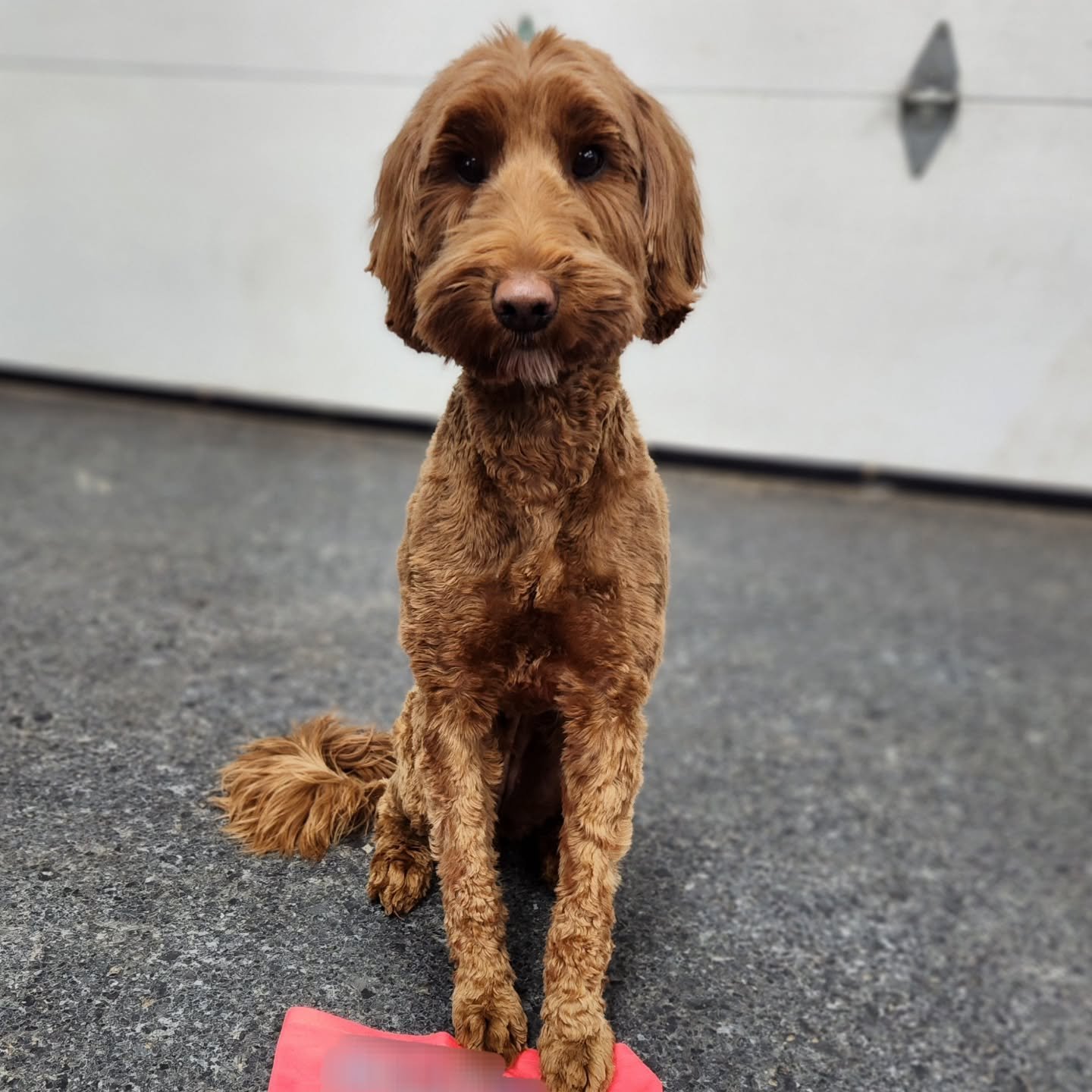 🐾 Dog of the Month: Rory🐾

This little Whoodle is wild little whirlwind with a heart of gold! 💛

Rory is a ball of endless energy who lives life in full zoom mode. Whether she&rsquo;s sprinting across the field or doing her signature &ldquo;zoom z
