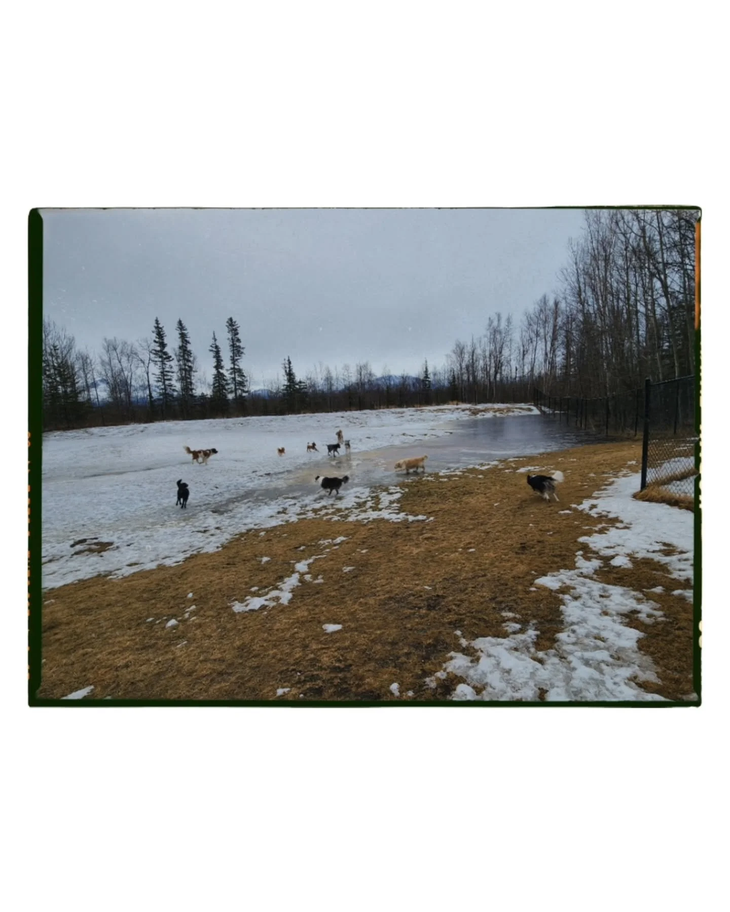 Breakup season is upon us! And so begins the muddy paw prints, the regular bathing, wet walls and extra deodorizing spray 🫣❤️

#pawsandpastures #doggydaycare #dogslife #muddypaws #alaskabreakup