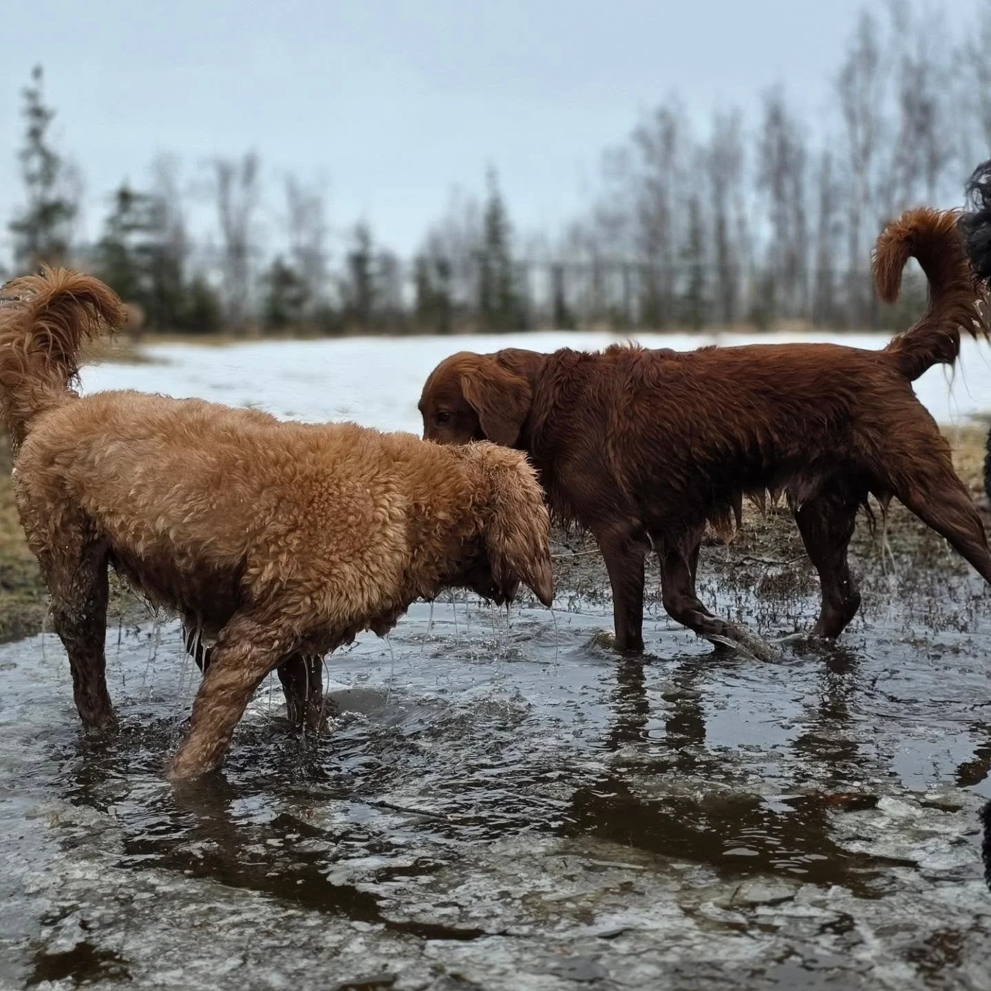 What is included in our complimentary clean-up service? 

Muddy Paws and Happy pups go hand in hand 🤎🐶 Our dogs spend their days running, playing, exploring, and sometimes finding every muddy spot possible! Because of that, it's completely normal f