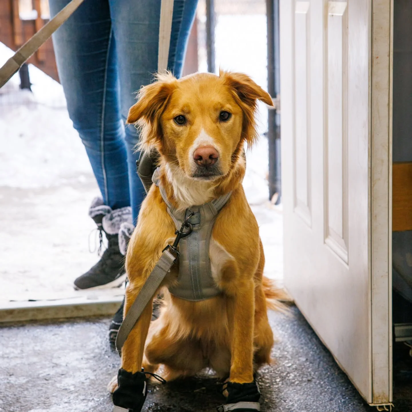 🐾 What is the Paws &amp; Pastures Membership and how is it beneficial? 🐾

One of the biggest benefits of becoming a Paws &amp; Pastures member is the peace of mind knowing your dog always has a reserved place with us.

For busy schedules, last-minu