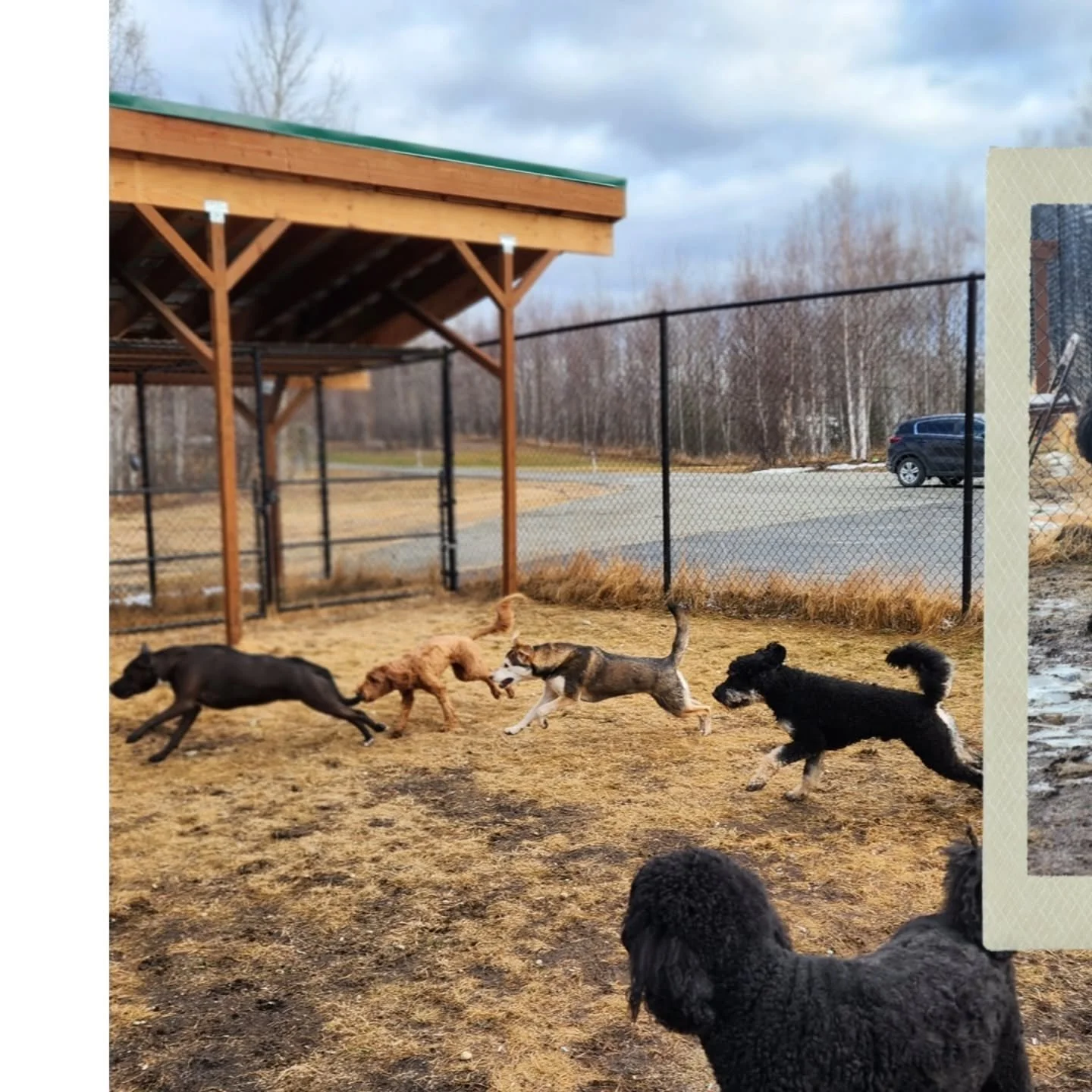 It may be grey and rainy, but that doesn't keep the pups from playing hard and getting muddy 🐾

#pawsandpastures #doggydaycare #muddypaws