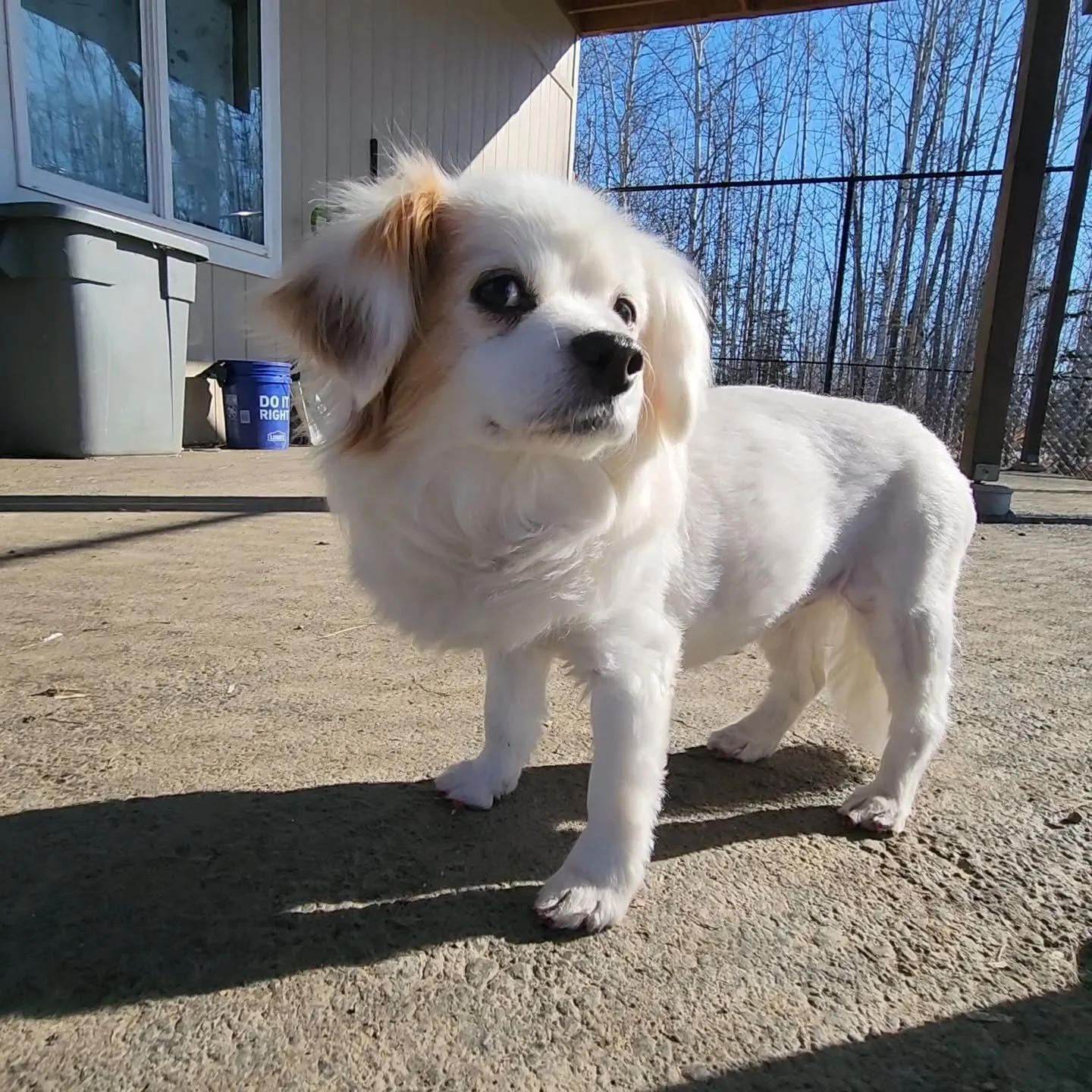 ✨🐾 DOG OF THE MONTH &mdash; SEQUOIA 🐾✨

Miss Sequoia just celebrated her SWEET 16 with us yesterday!! 🎉🎂 While we&rsquo;ve only had the pleasure of having her with us since 3/20 of this year, she has already made herself completely unforgettable.