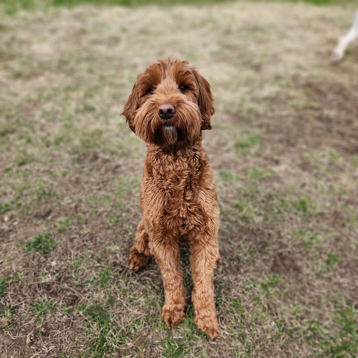 A little late, but we still had to wish Rory a very happy birthday 🐾🎉

We love getting to spend our days with this sweet girl and watching her personality shine at daycare. Rory brings so much fun, happiness, and energy to the pack, and we&rsquo;re
