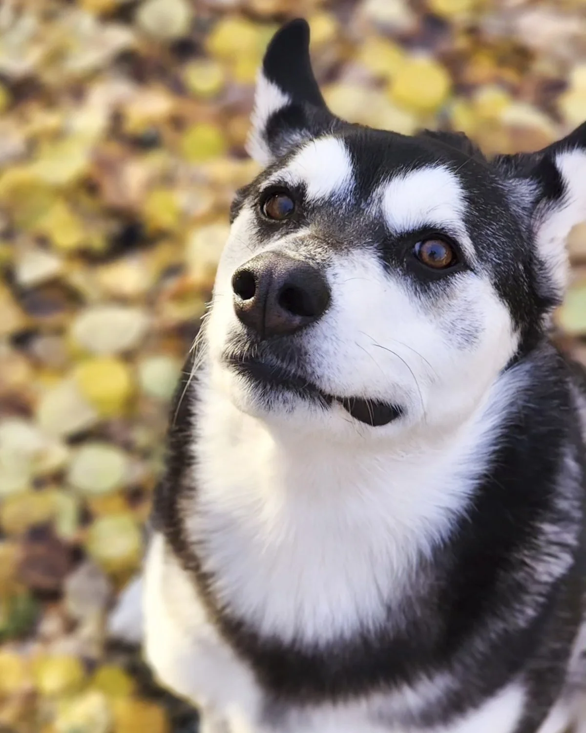 Paws and Pastures - Meet the Team - Kiera.jpg