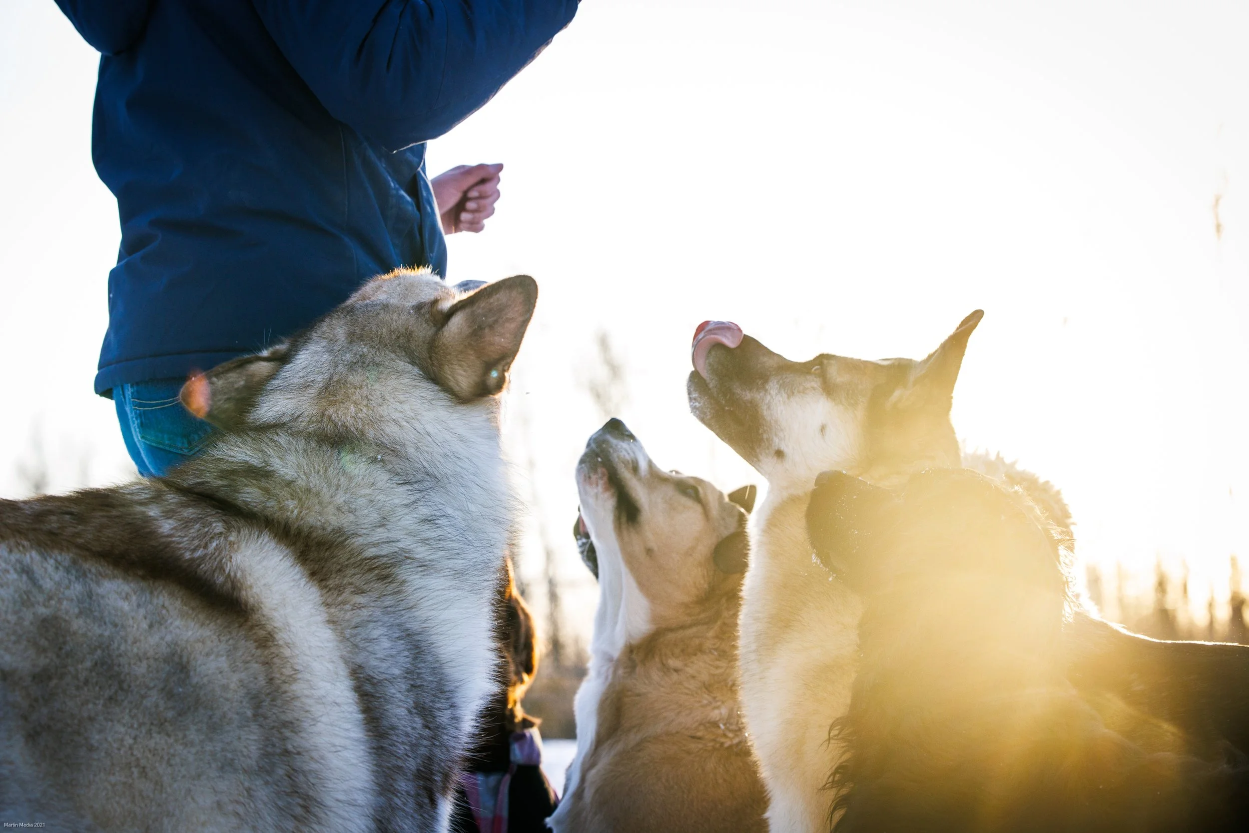 Image showcasing Home - Paws & Pastures
