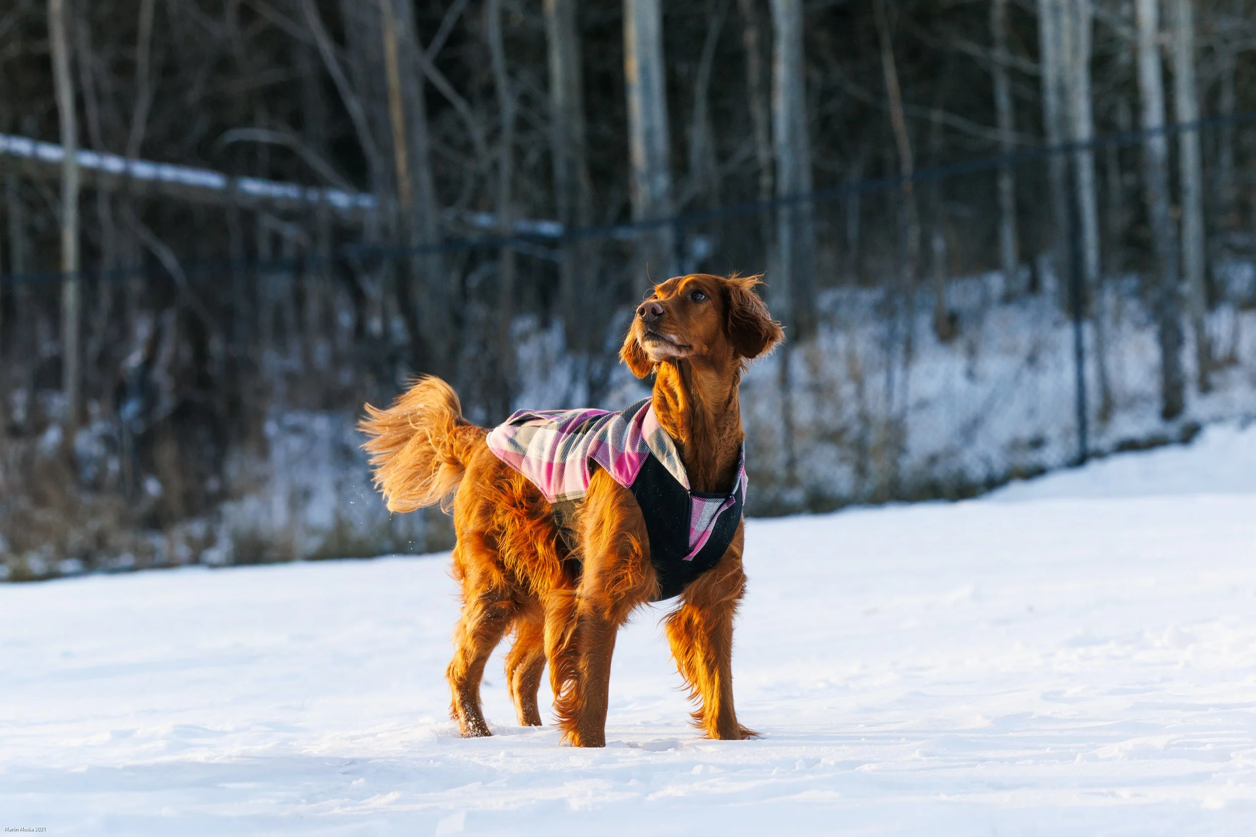 Paws & Pastures - Monthly Memberships For Boarding Dogs.jpg