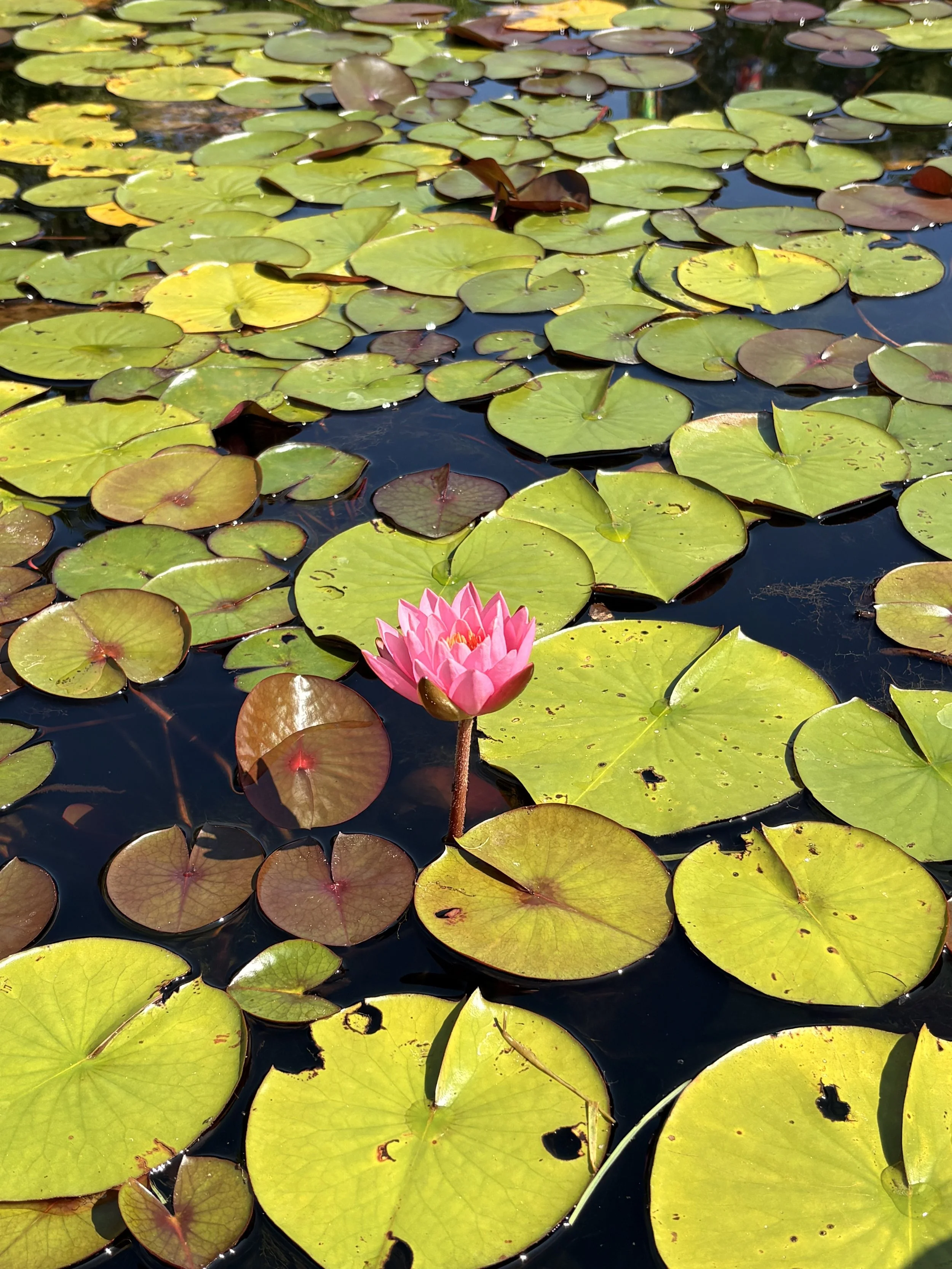 Pop Up at The Holden Arboretum