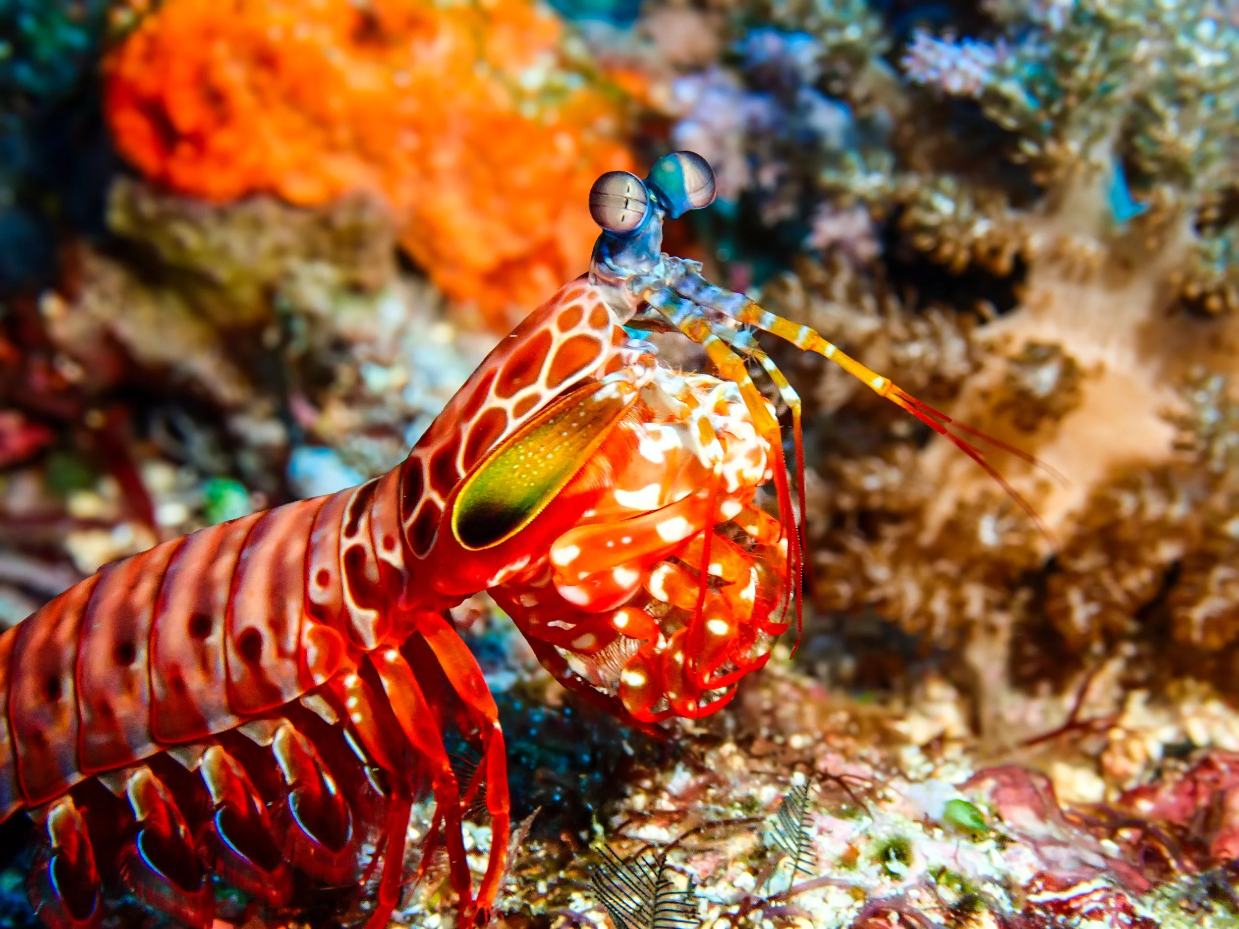 Paint Me Like a Mantis Shrimp - Ceurvorst, Alexandra.jpg