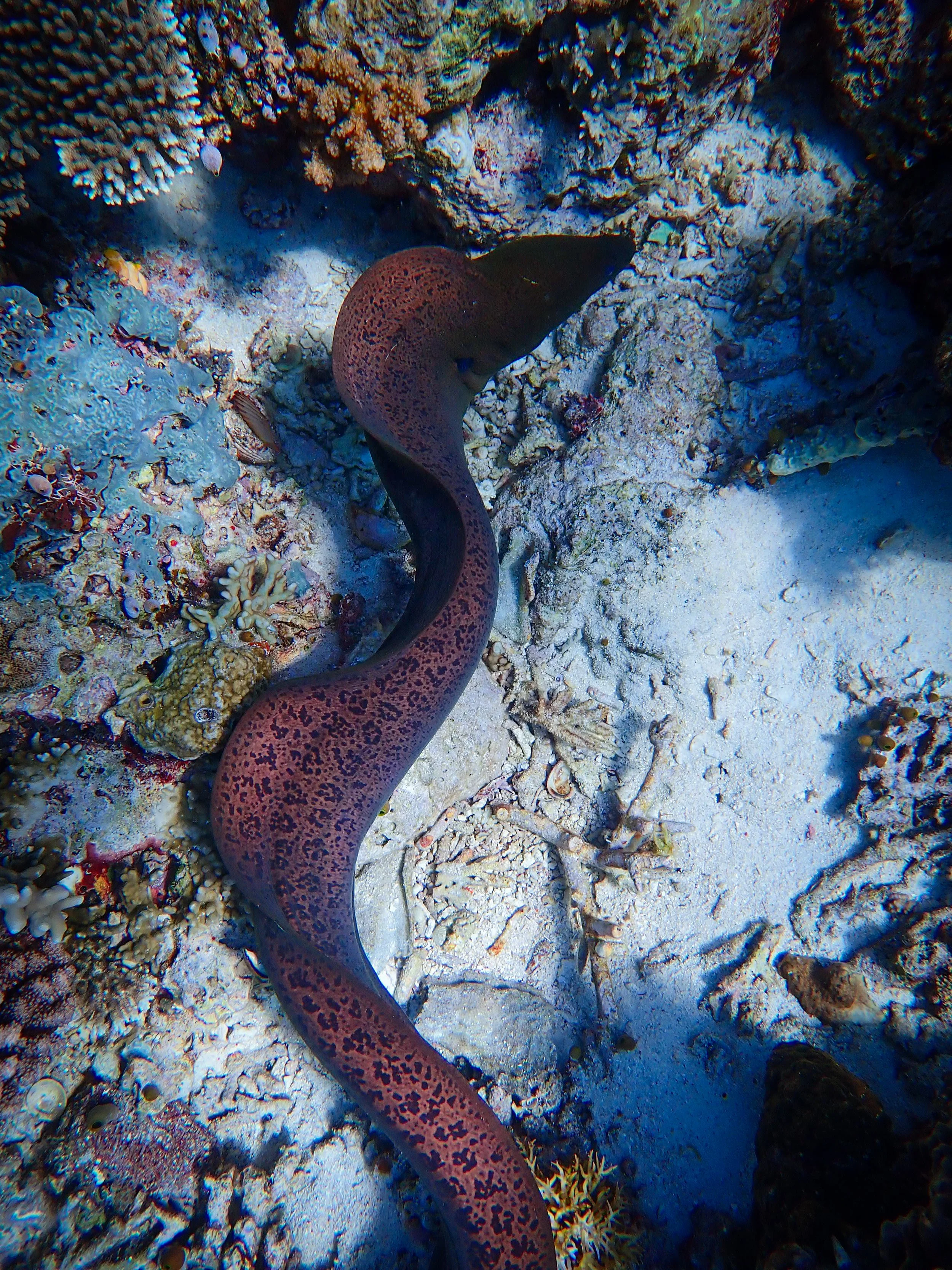 Eel of the Hour - Ceurvorst, Alexandra.jpg