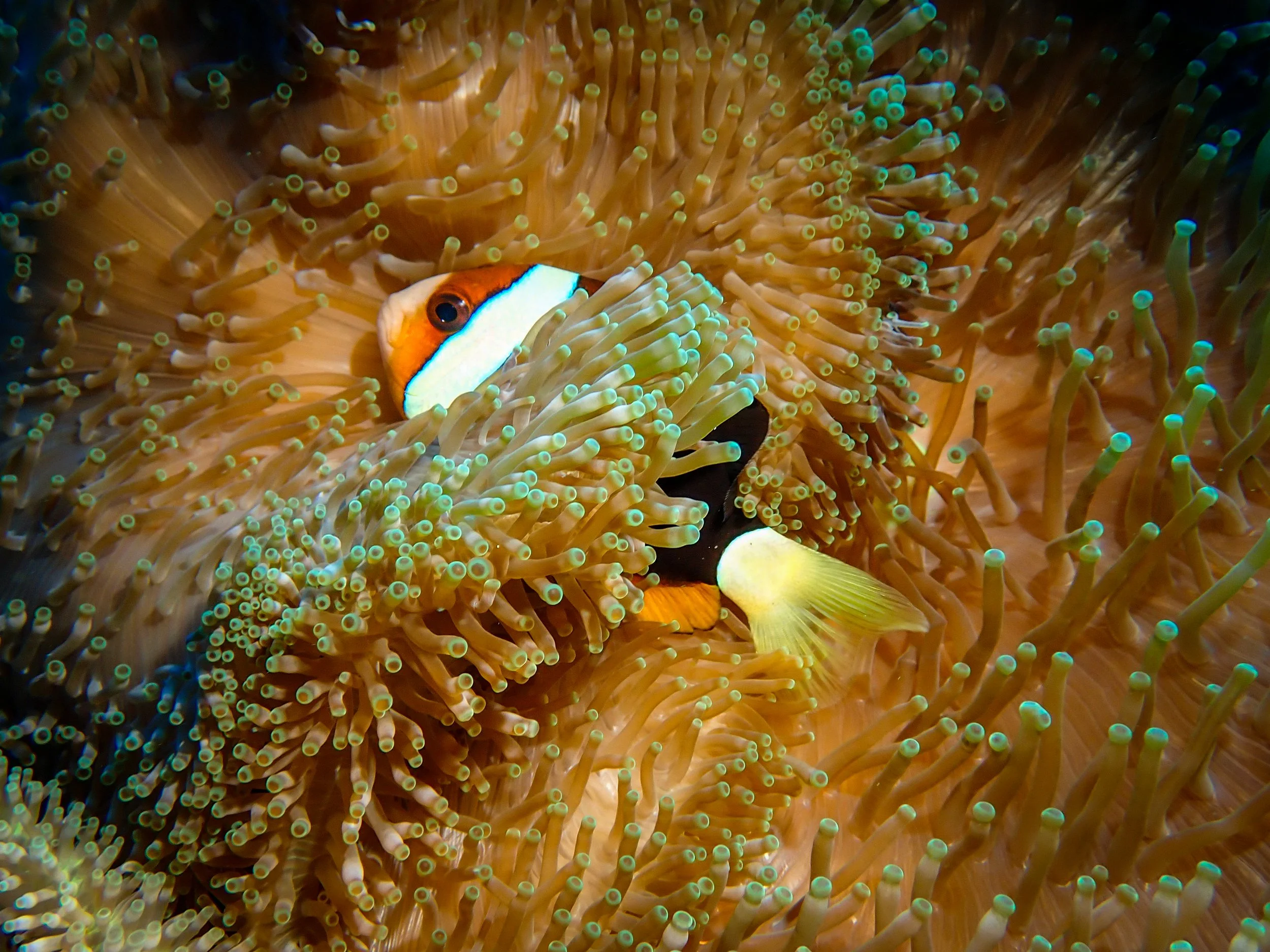 Warm Embrace - Ceurvorst, Alexandra.jpg