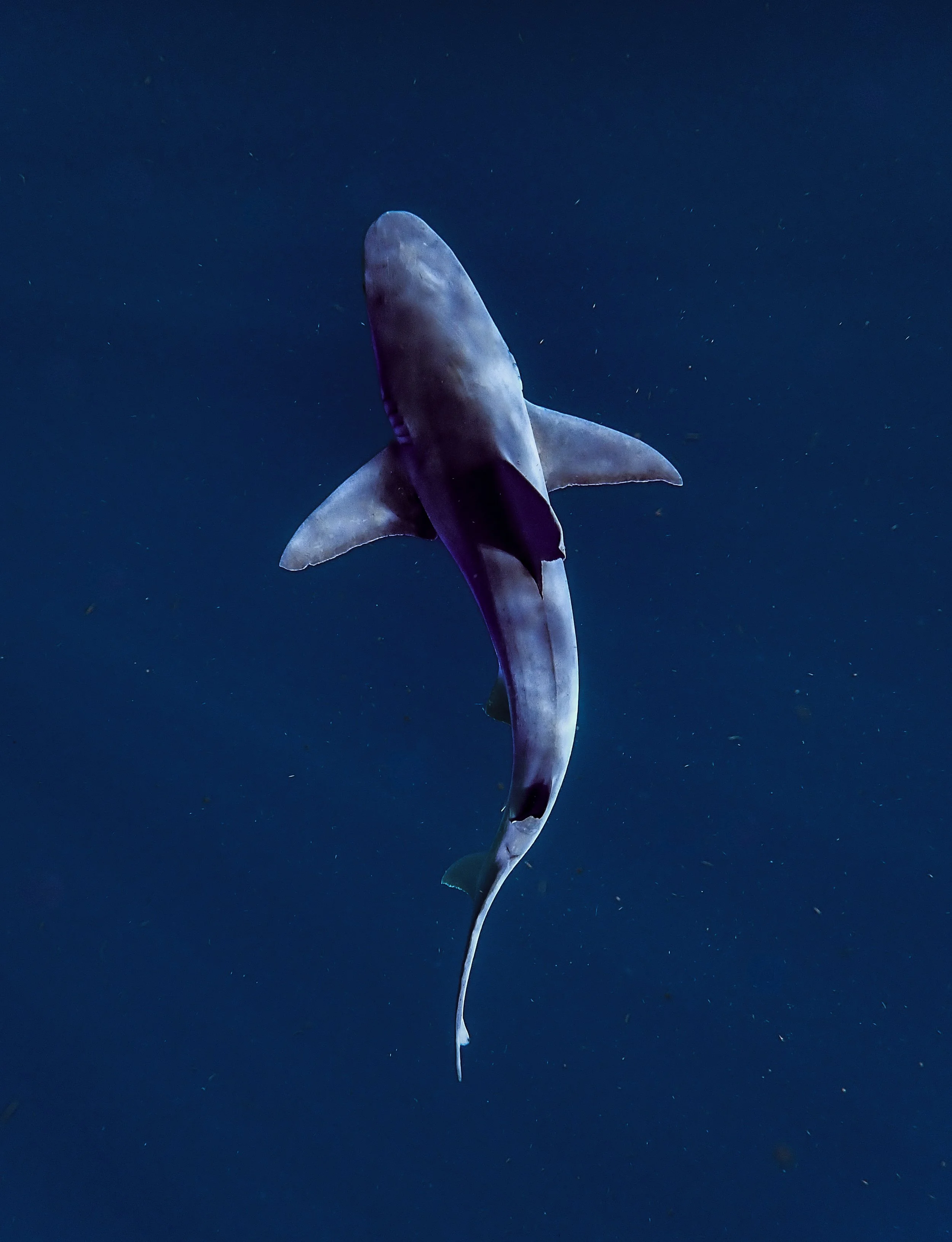 Sandbar Shark Swimming Below.JPG