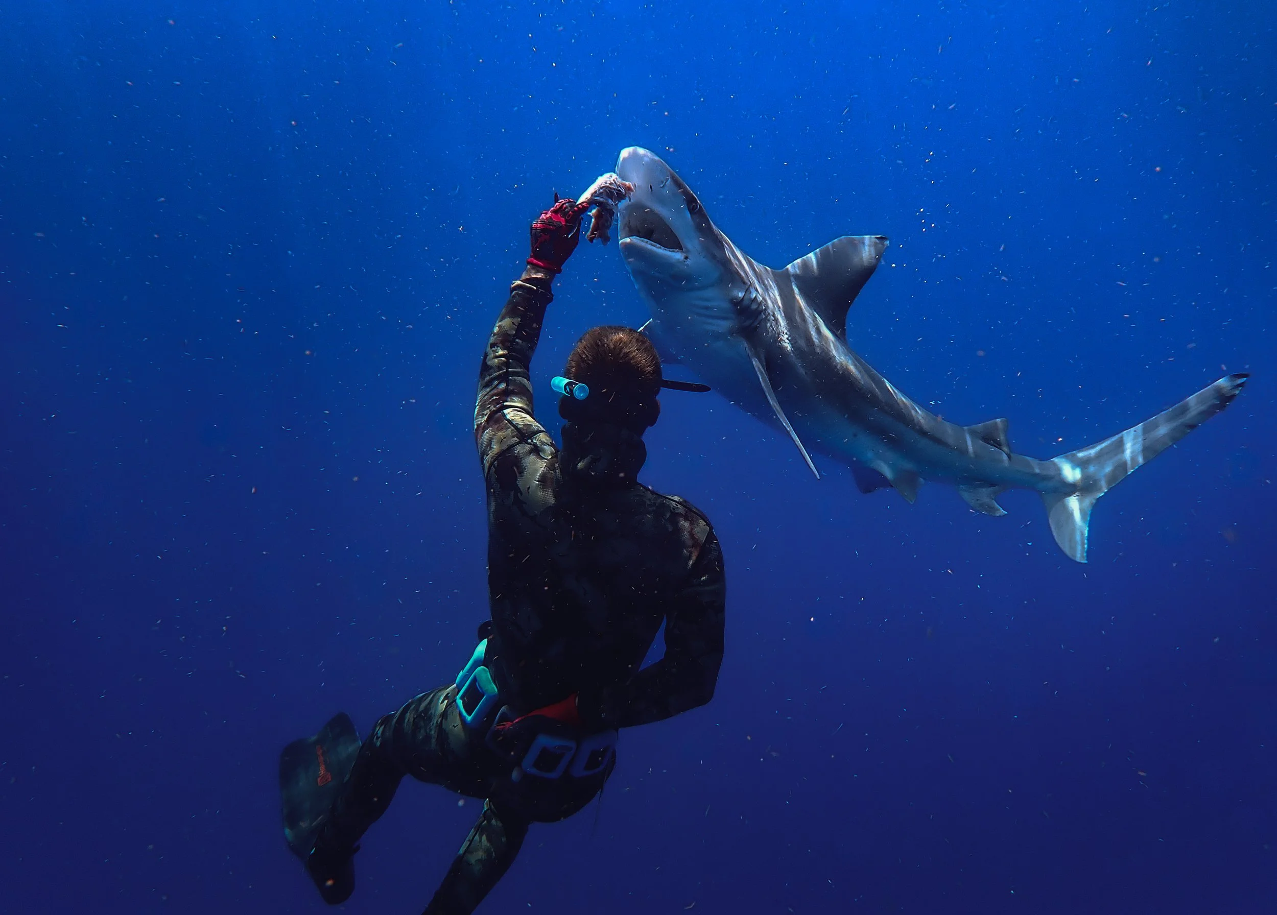 Sandbar Shark Being Fed.JPG