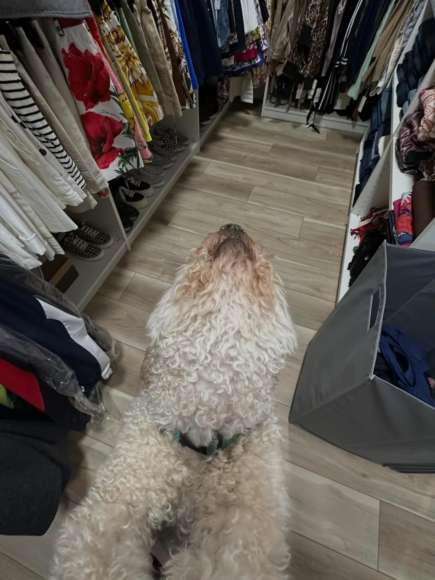 We create organized spaces the whole family can love&mdash;and that includes your furry little helpers 🐾 We&rsquo;re total dog and cat people, so it always makes our day when a four-legged friend keeps us company while we work.