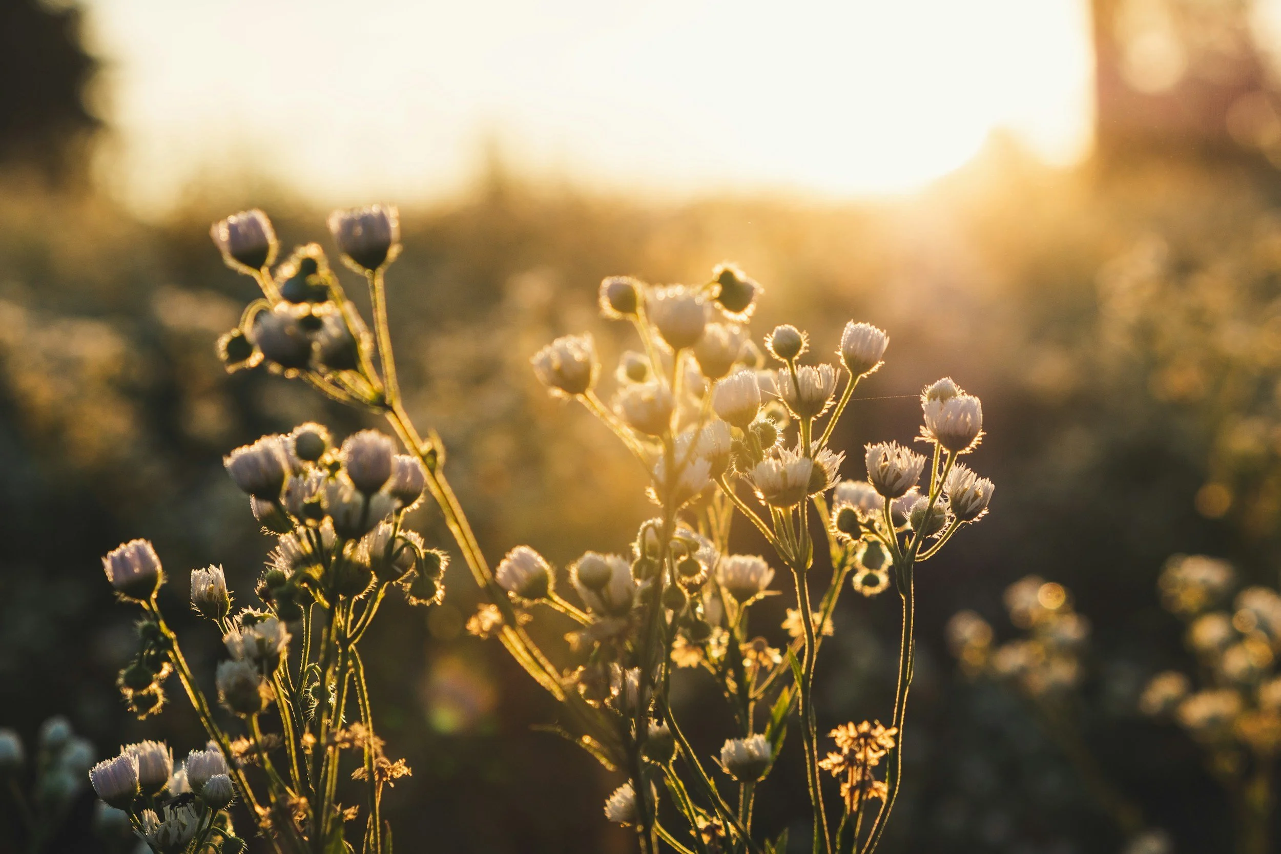 Wildflowers illuminated by sunlight with a blurred background.