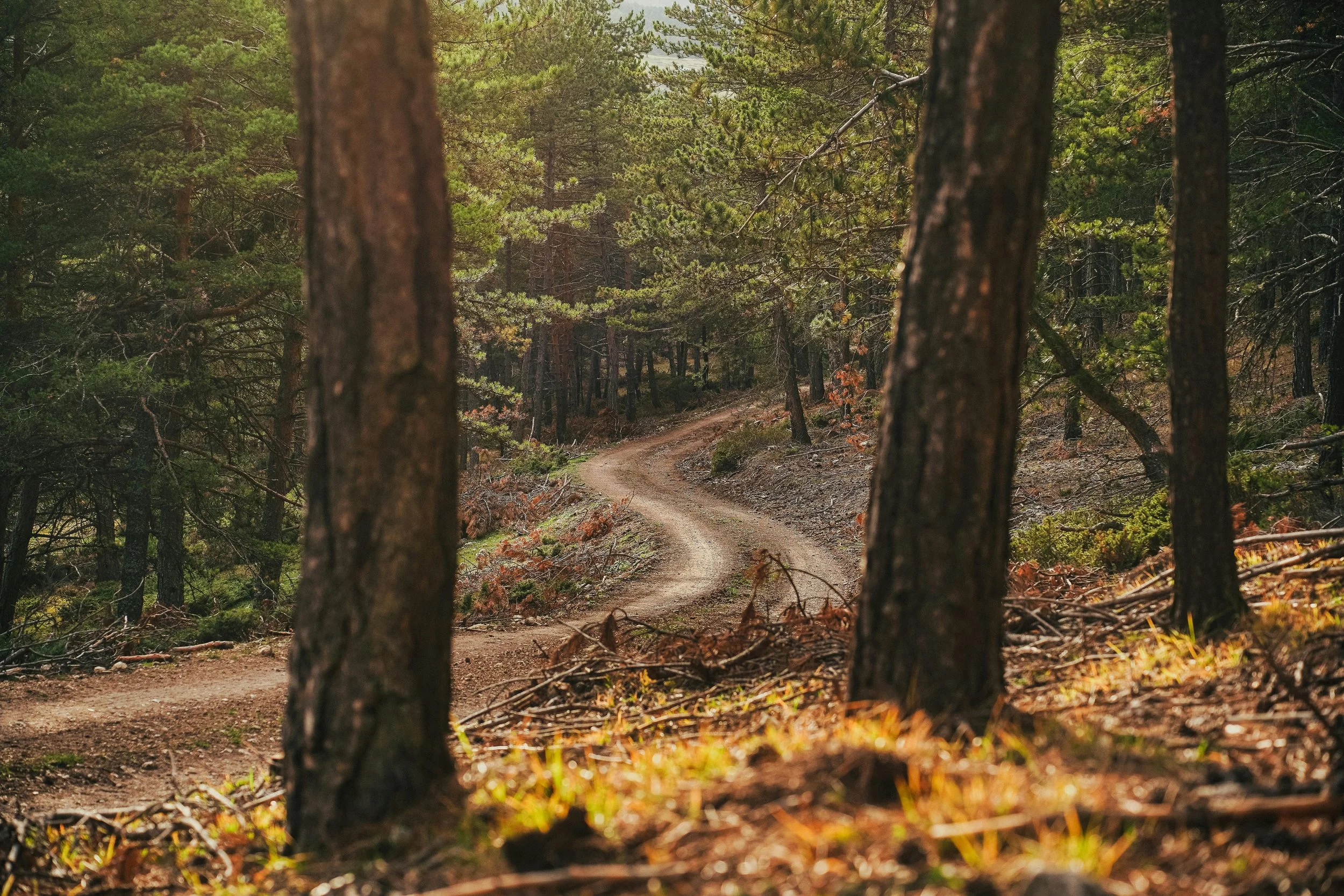 Winding path in the woods representing the process of faith deconstruction.