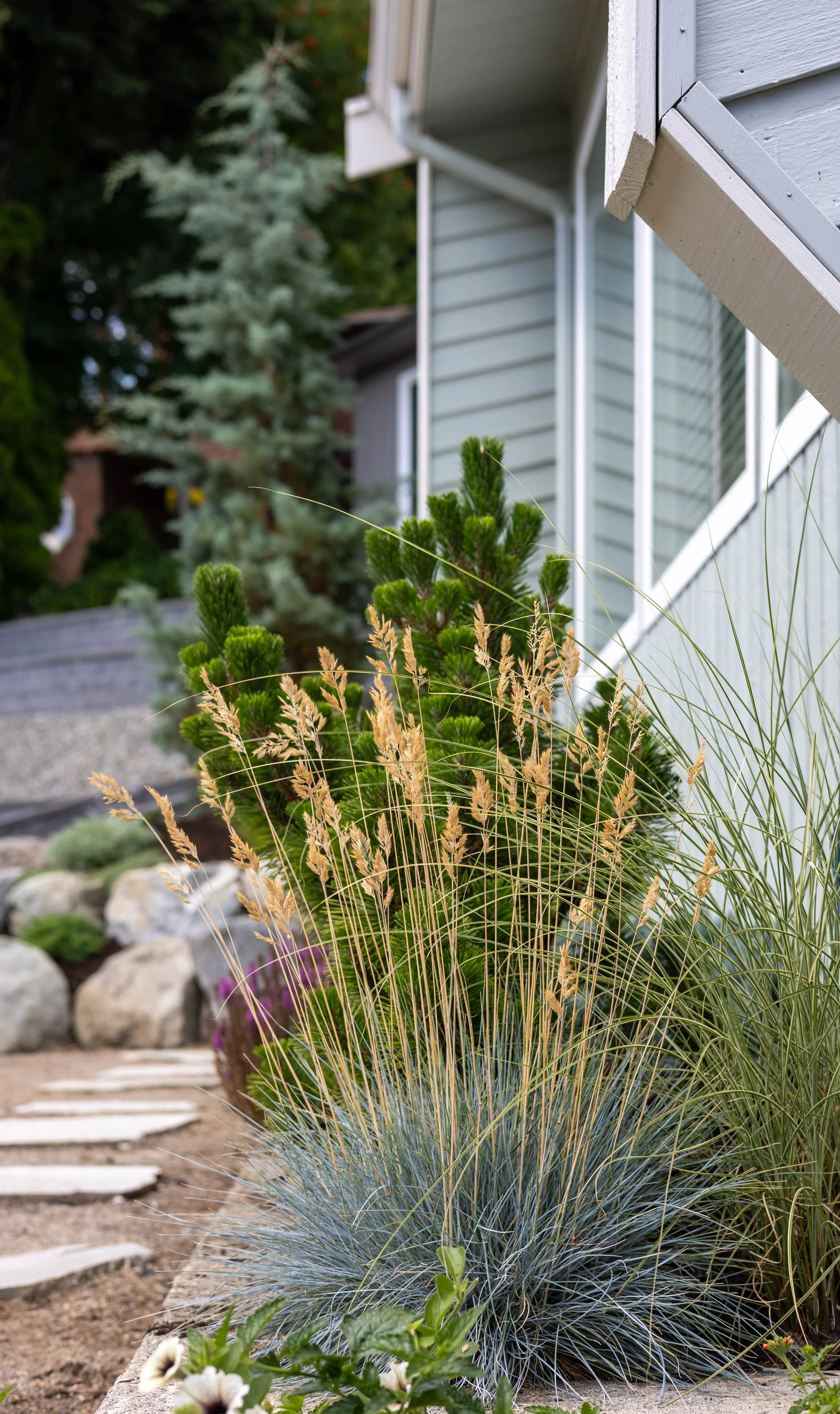 Close-up of a landscaped garden area next to a light blue house with horizontal siding, featuring a variety of ornamental grasses and plants, a stone pathway, and a background of trees.