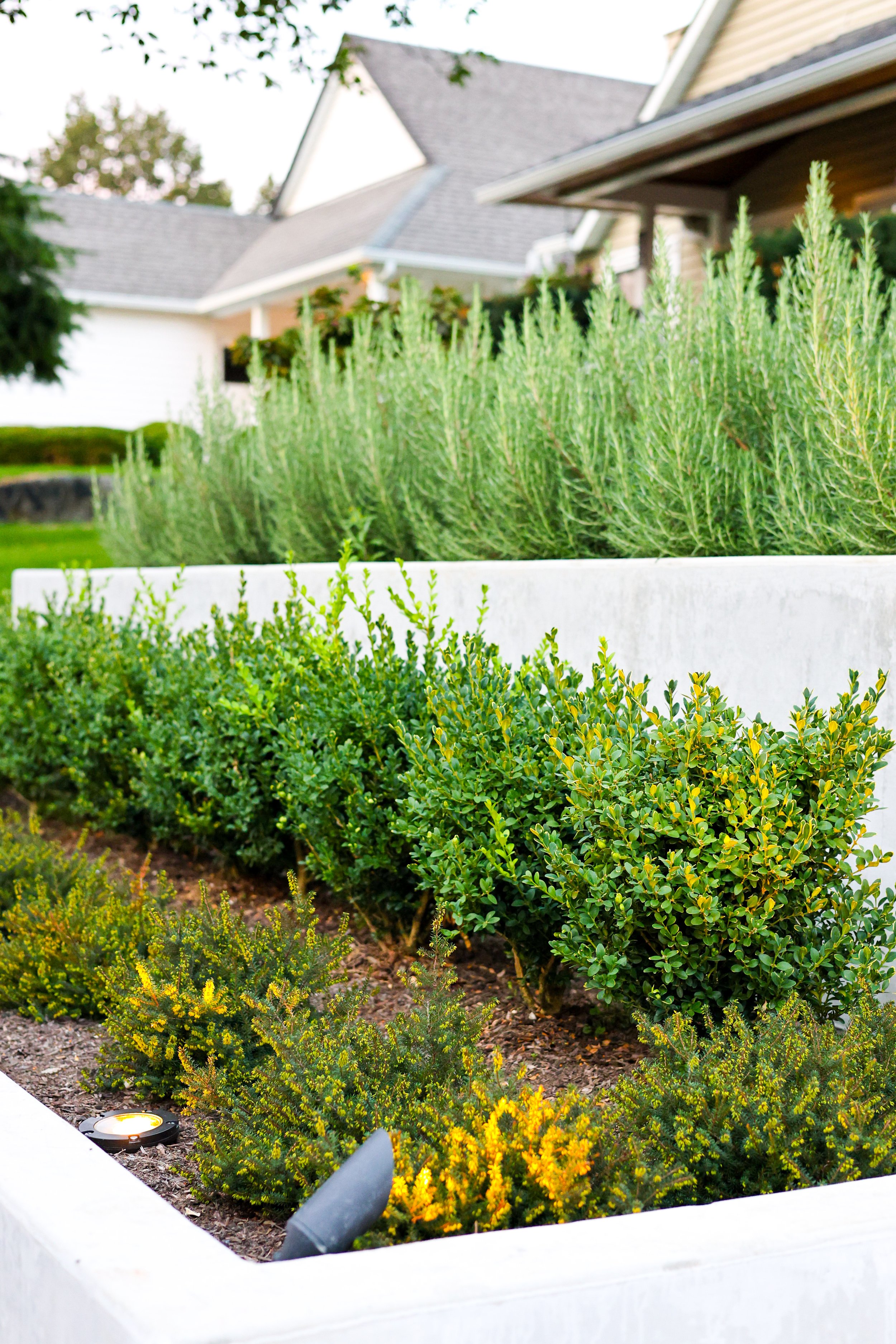 A well-maintained garden with green bushes and tall lavender plants in a white raised bed, with houses in the background.