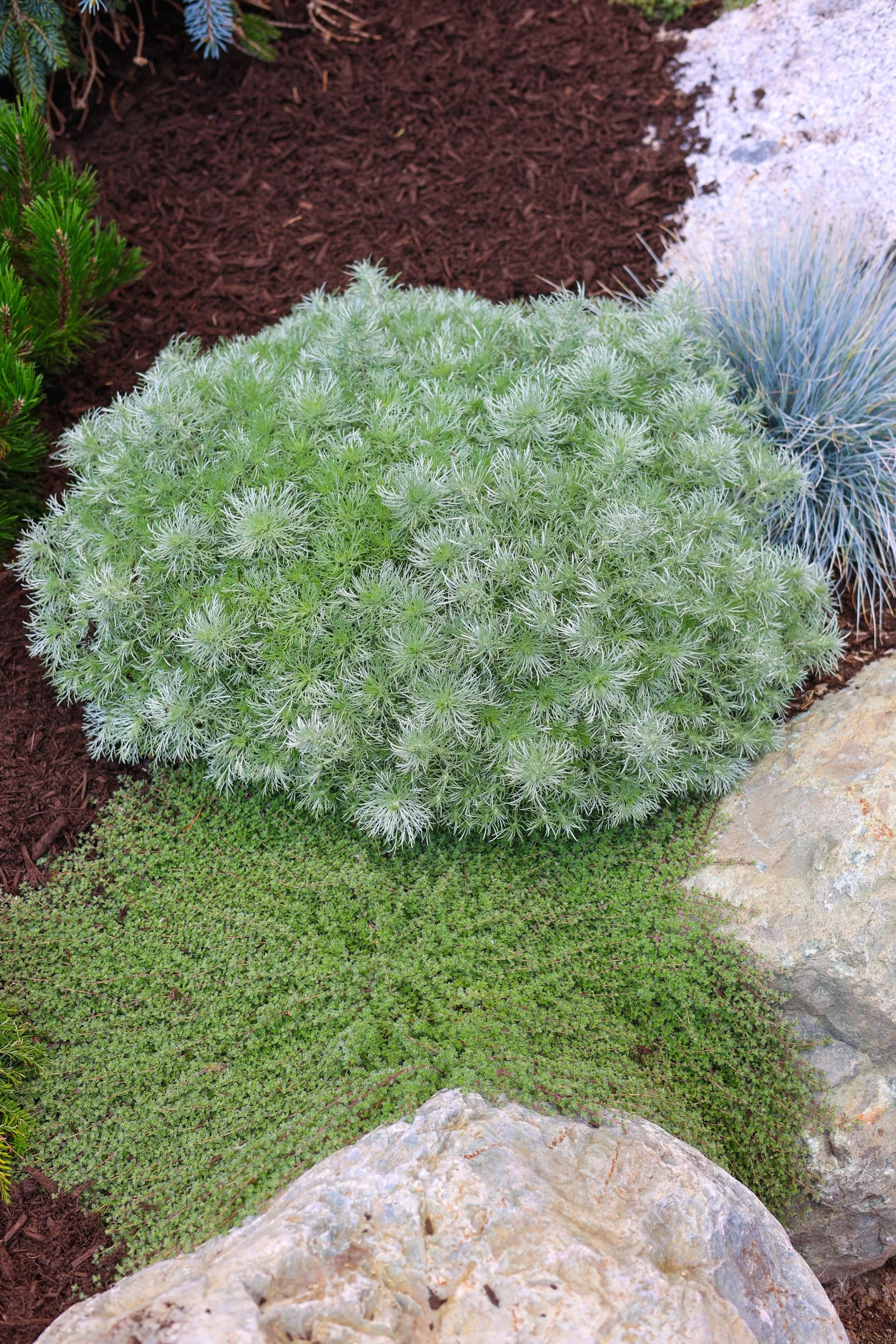 Close-up of various ornamental plants and rocks in a garden, including a large fuzzy green plant, a blue-gray spiky plant, and a light-colored rock.