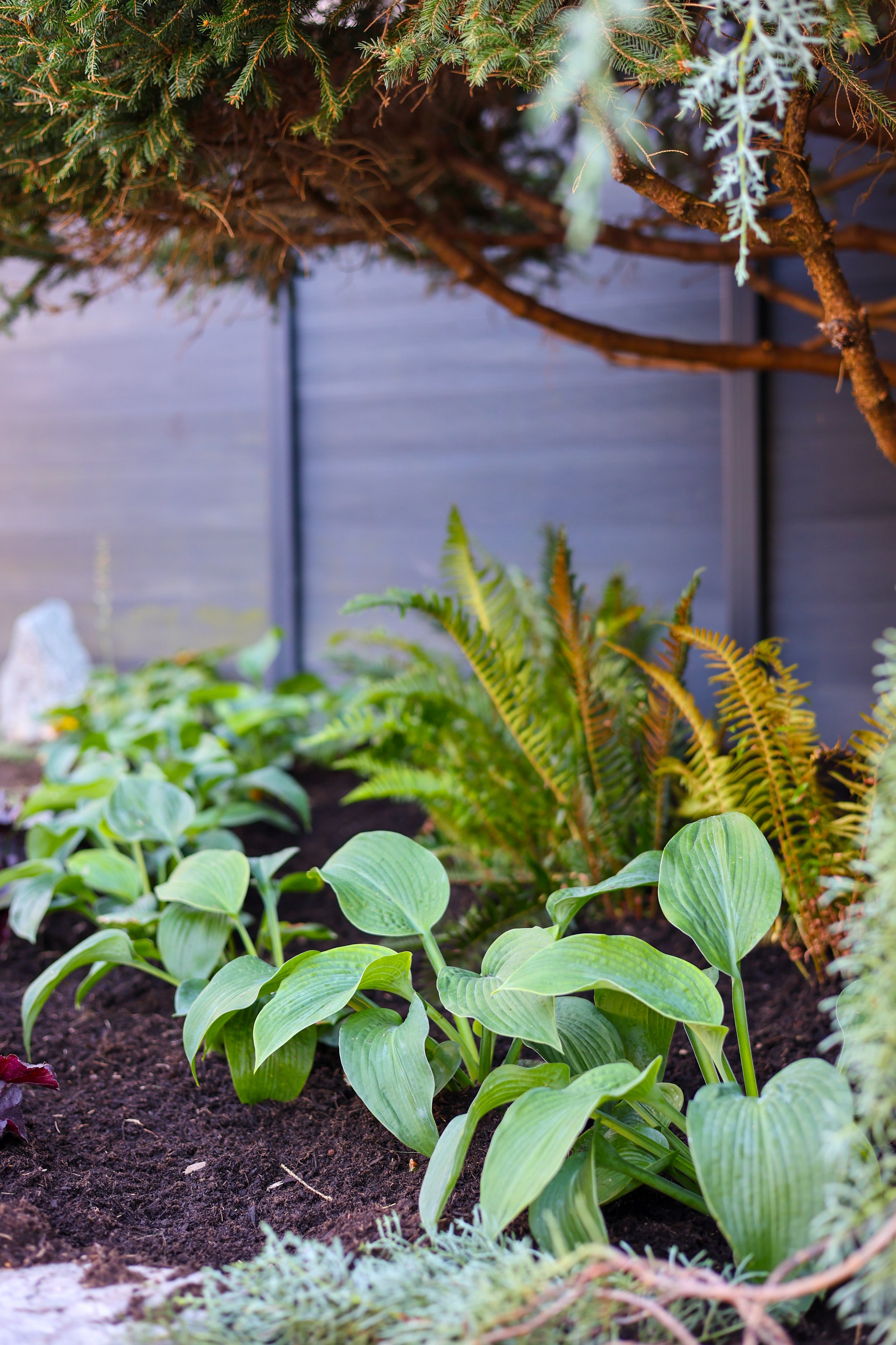 Garden bed with lush green plants, including hostas and ferns, against a dark gray wooden fence.