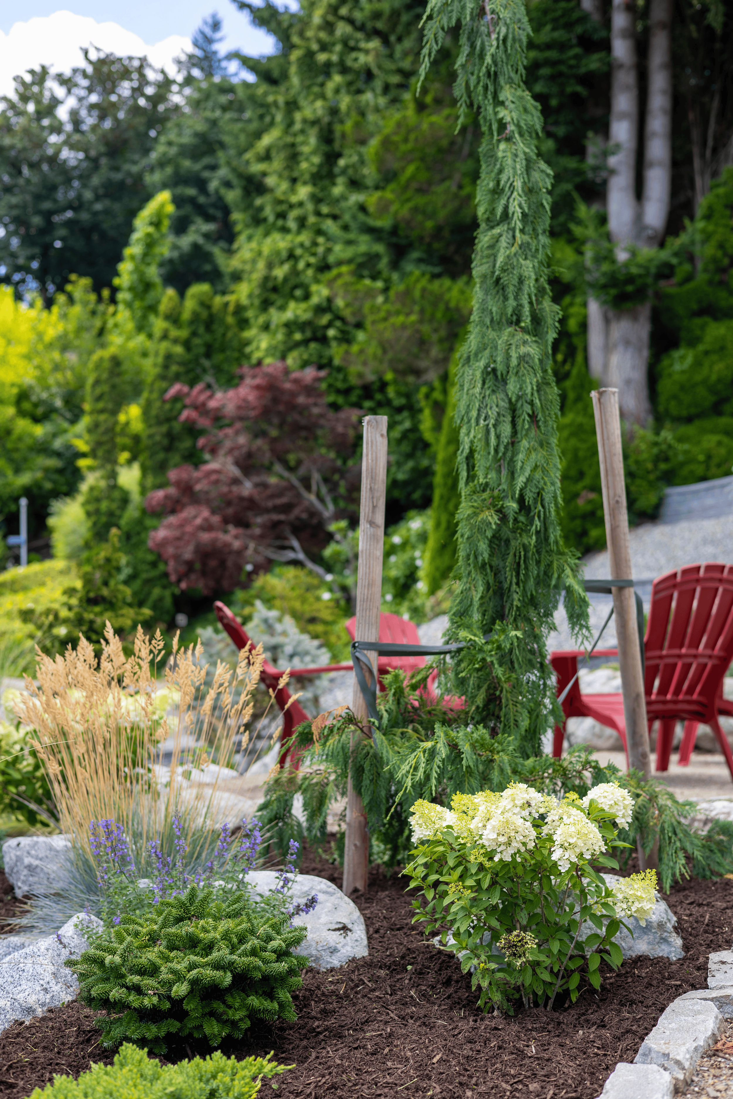 A lush garden with various trees, shrubs, and flowers, including a flowering hydrangea, situated near a seating area with red Adirondack chairs and a hammock. The scene is vibrant with greenery and a mixture of colorful plants.