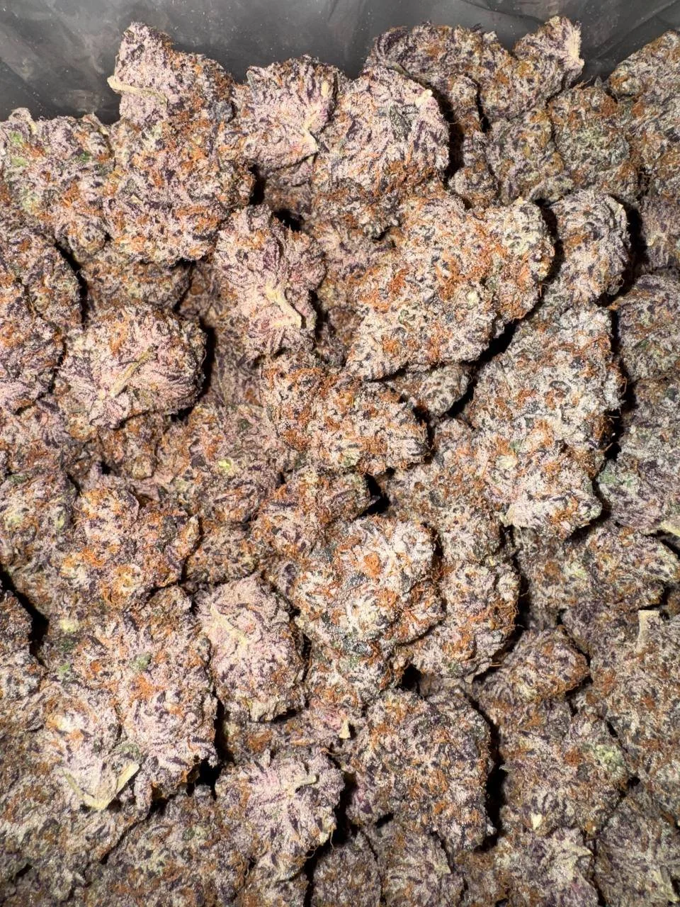 BLUEBERRY SUGAAR.jpg