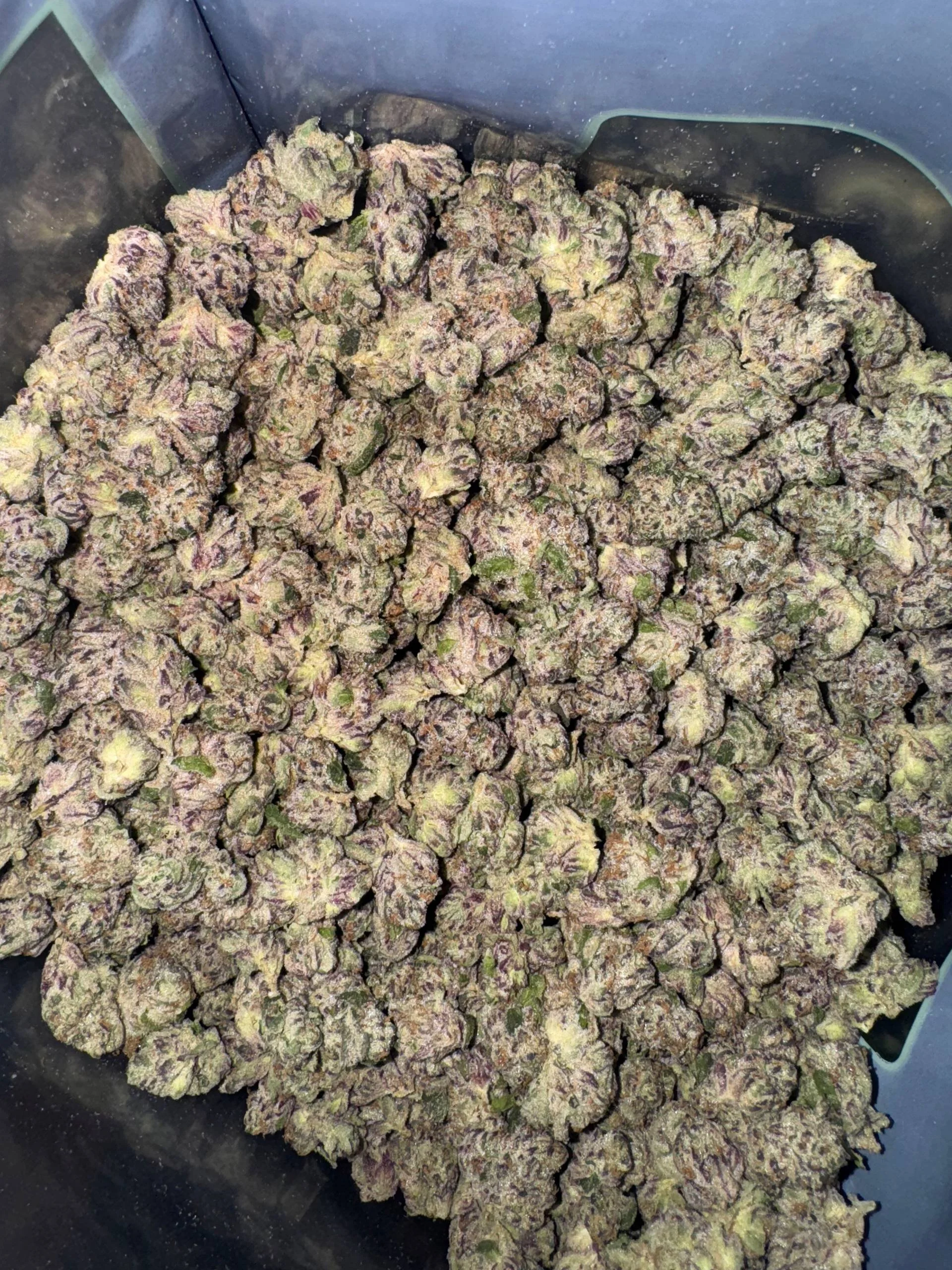 PINK LOBSTER SMALLS.jpg