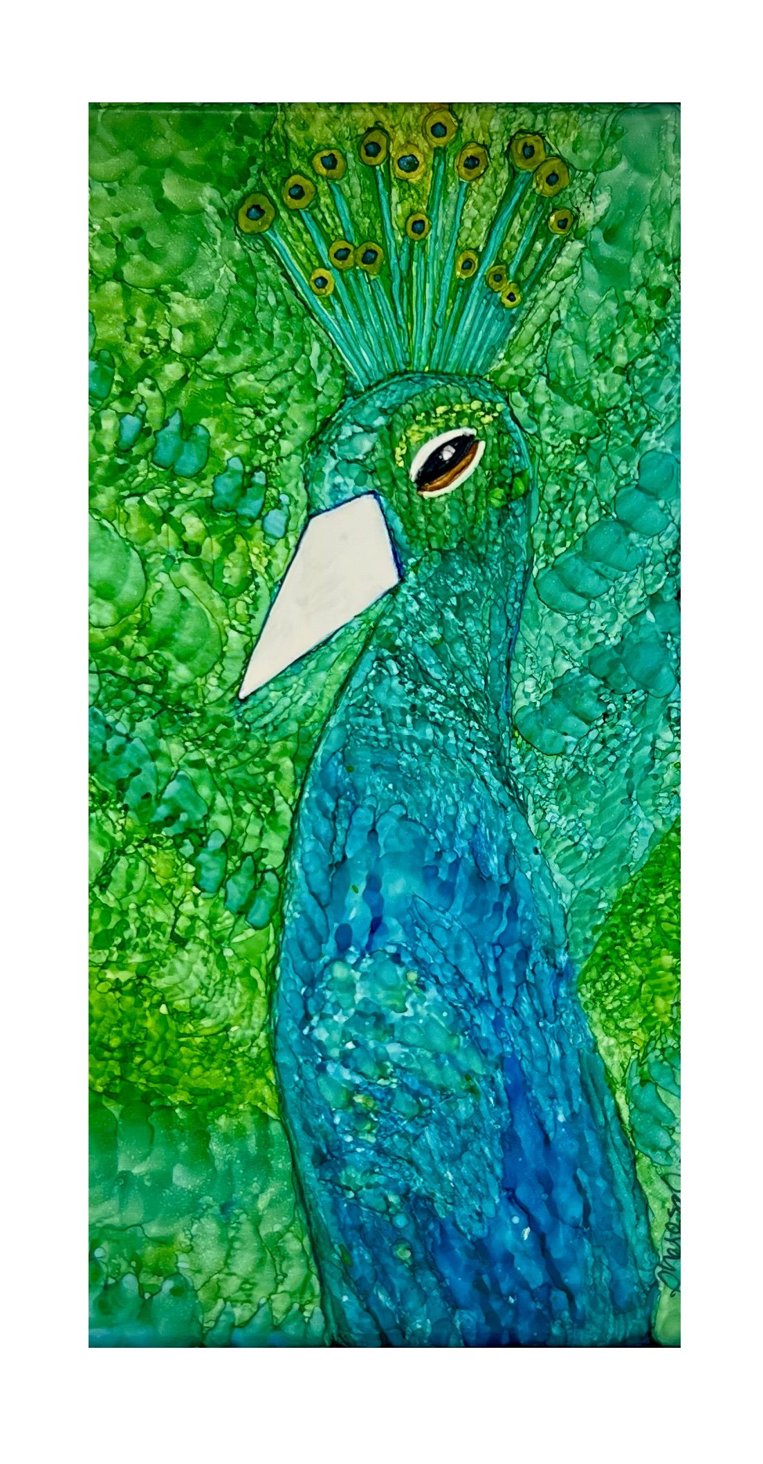 Regal Peacock (154) 3.jpeg