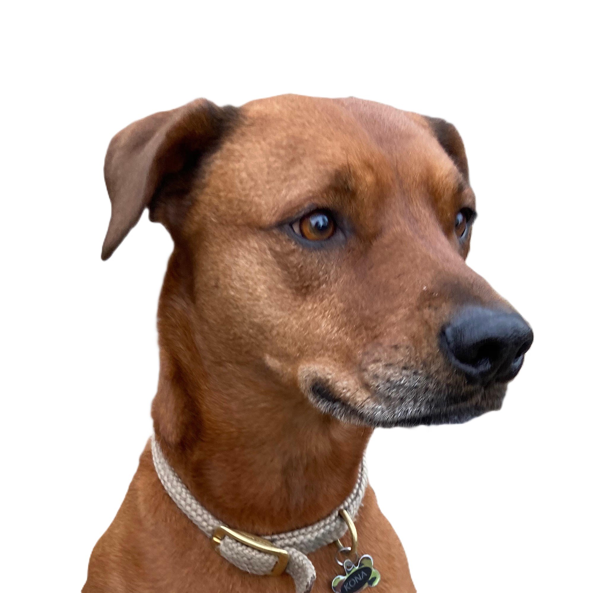 kona no background.jpg
