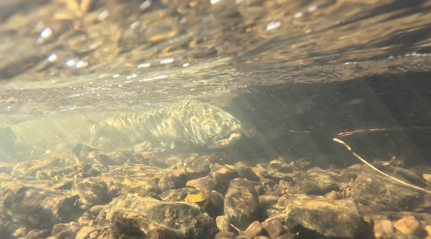 Klamath River Updates