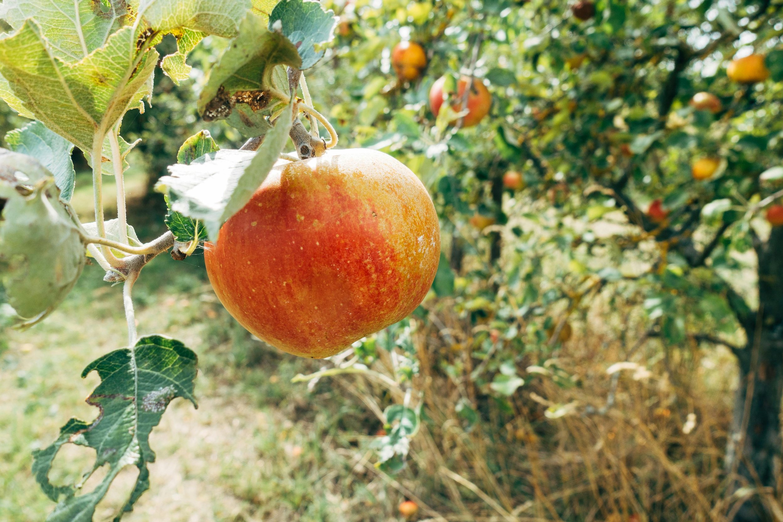 Ripe apple hanging on a tree branch with green leaves. More apples are visible in the background. VOYA curates bespoke travel experiences in France and Napa Valley,
