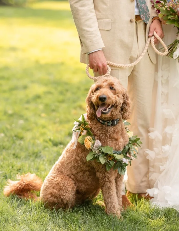 Wedding dog with floral collar