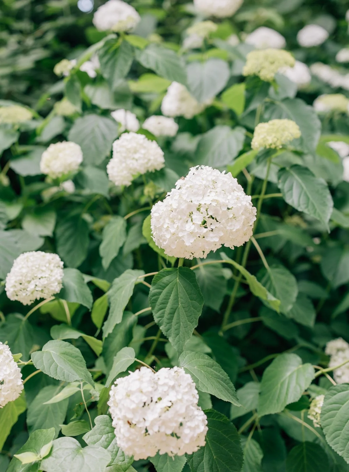 White hydrangea bush