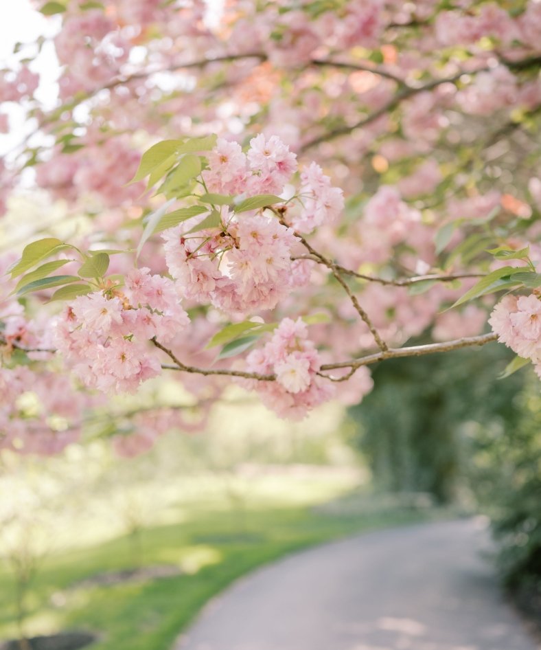 Cherry blossoms
