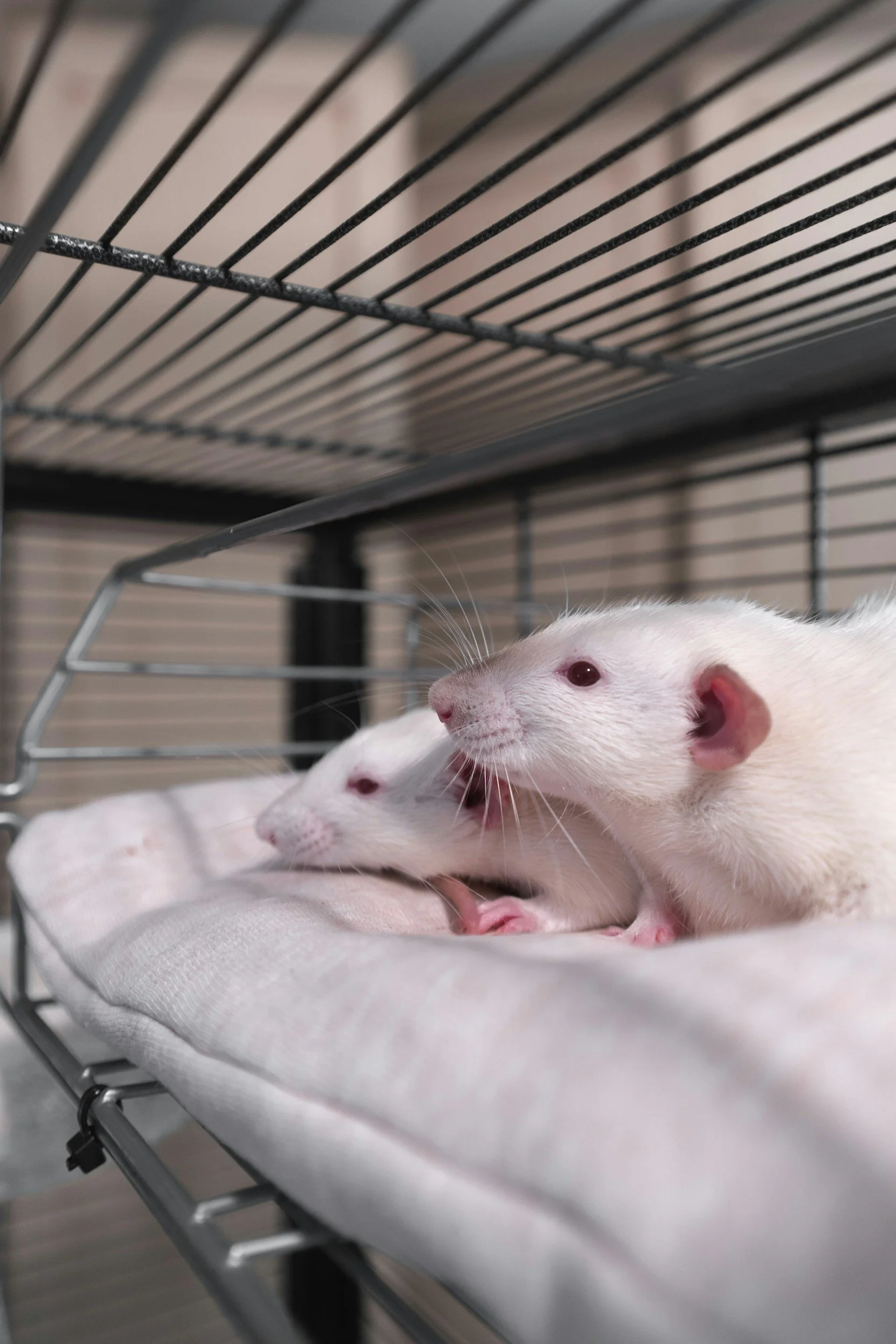 lab rat animal testing cruelty free