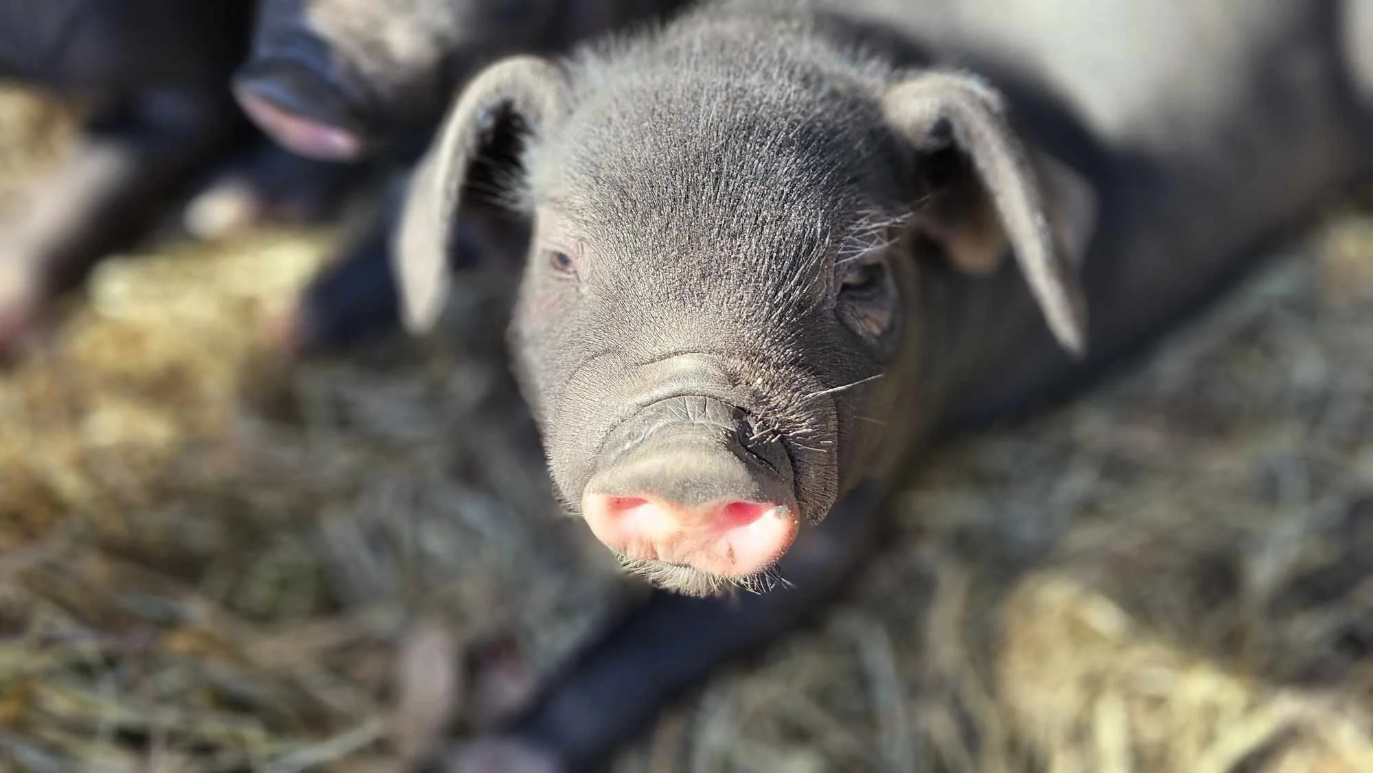 Pigs are better than dogs