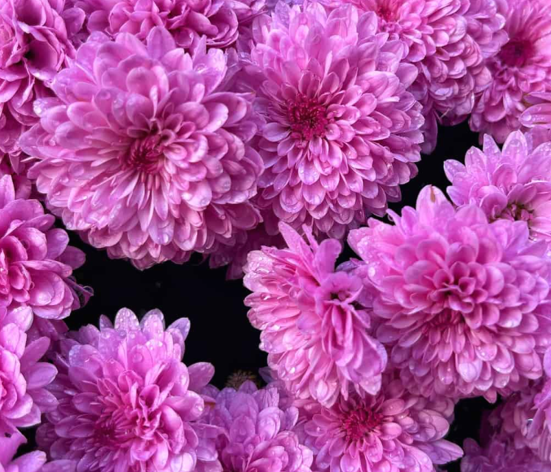 Mum - Pink