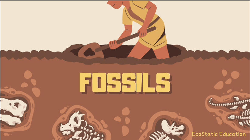 Fossils