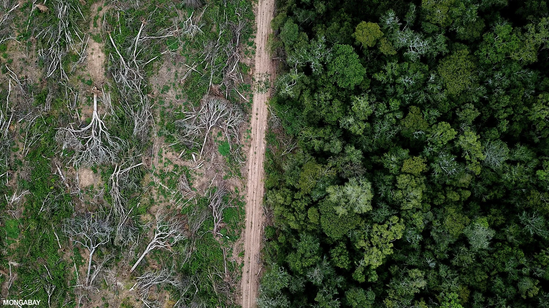 Aerial view of a dirt trail running through a forested area with dead trees on the left side and lush green trees on the right side.